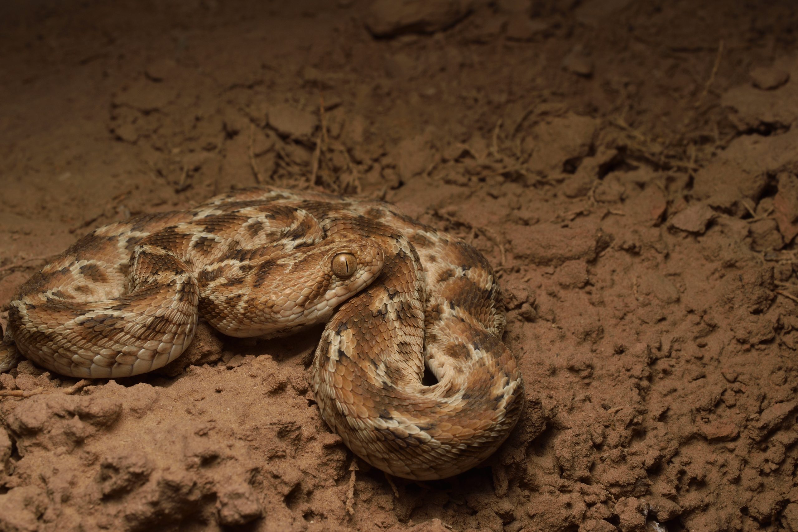 Tunisia herping habitat