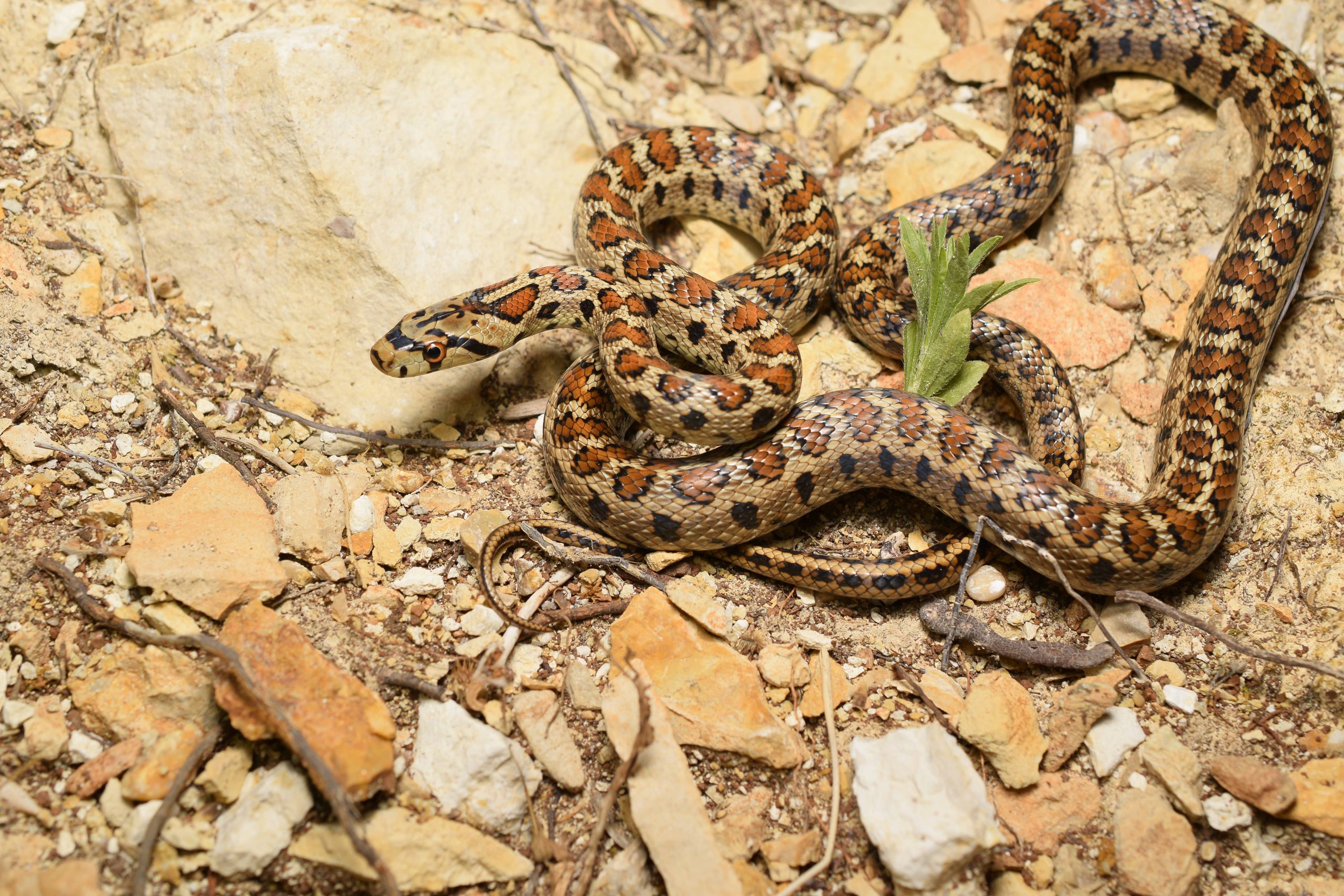 Croatia herping habitat
