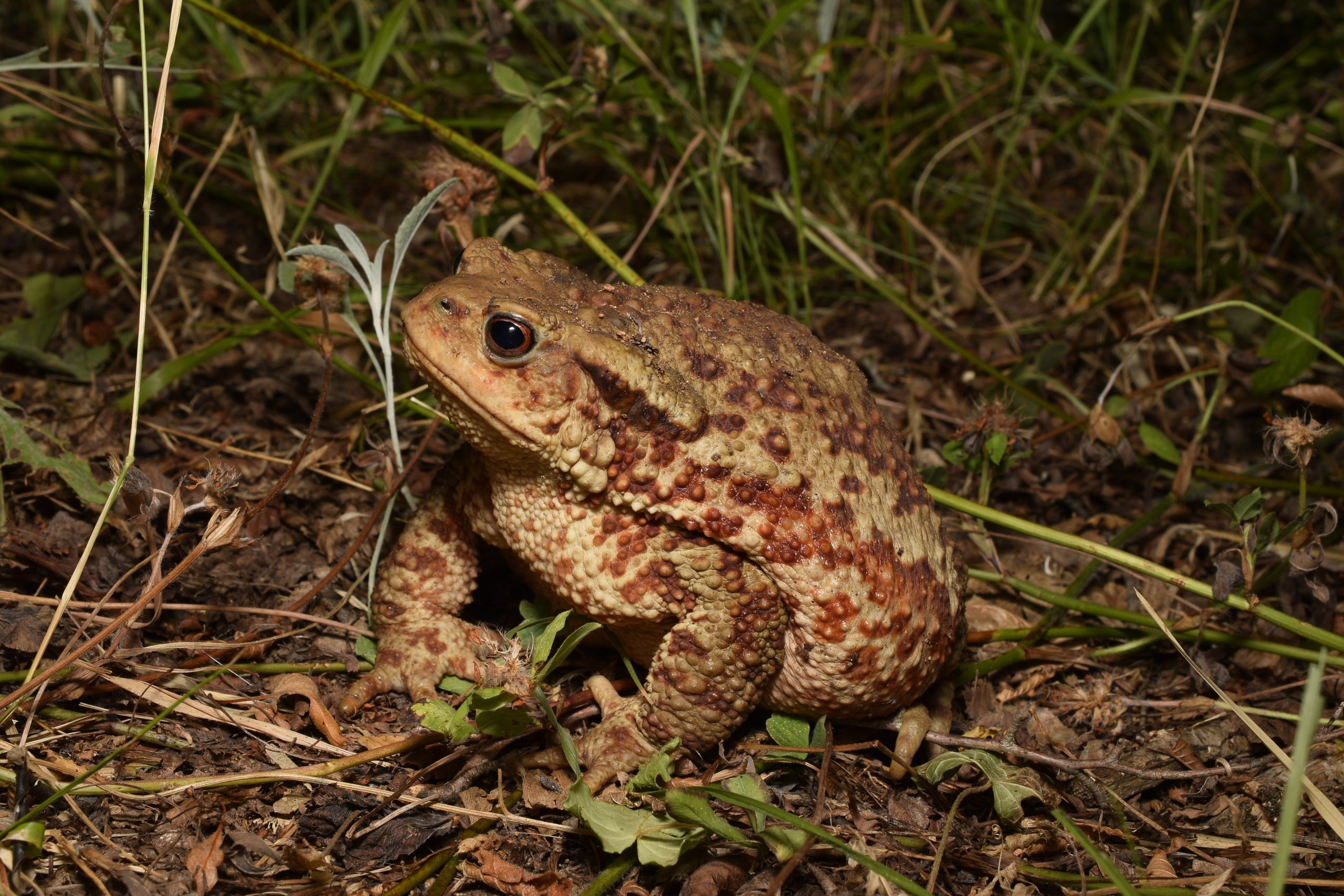A large female common toad (Bufo bufo) found foraging at night