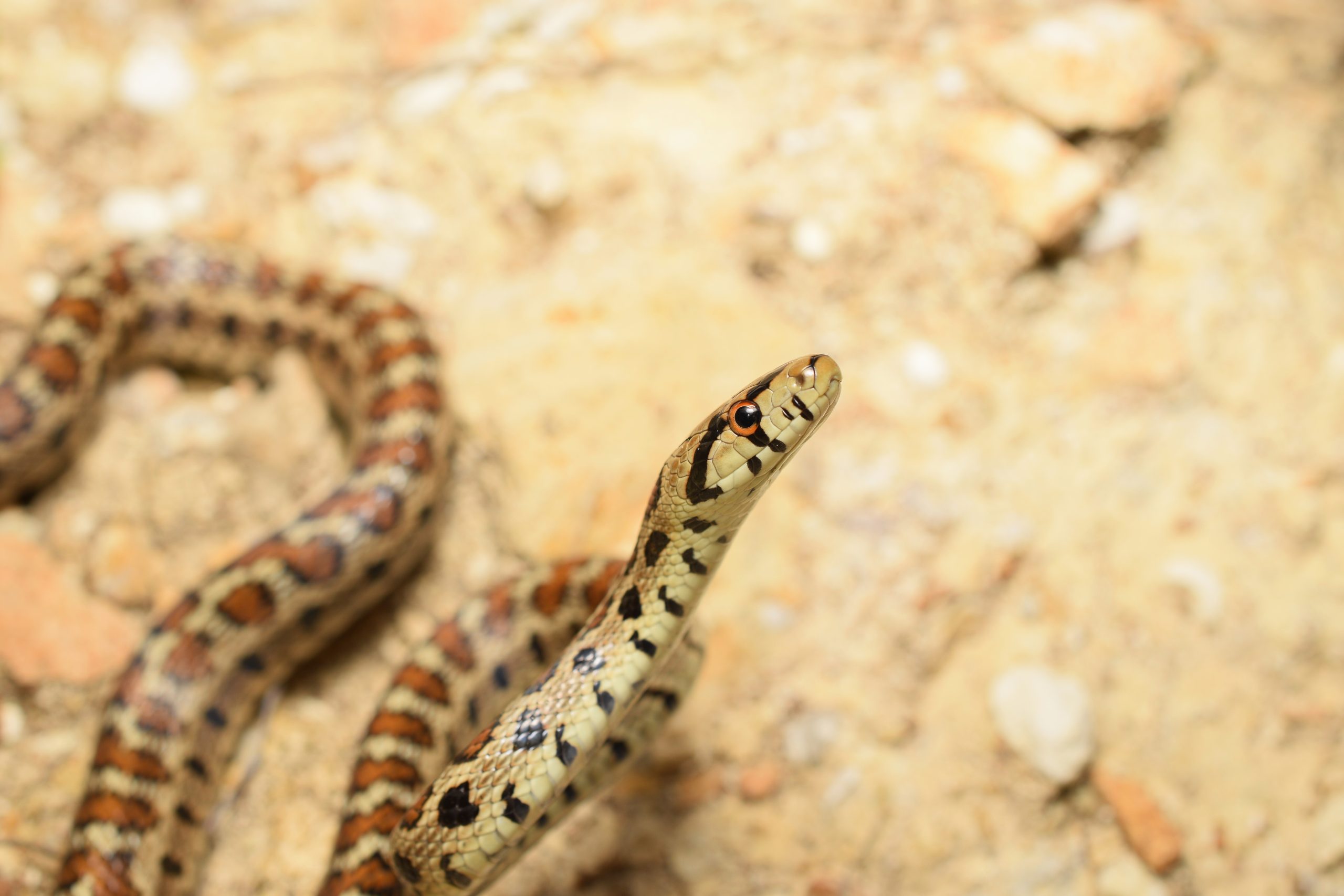 Curious leopard snake (Zamenis situla) raising its head, found at night on rocks