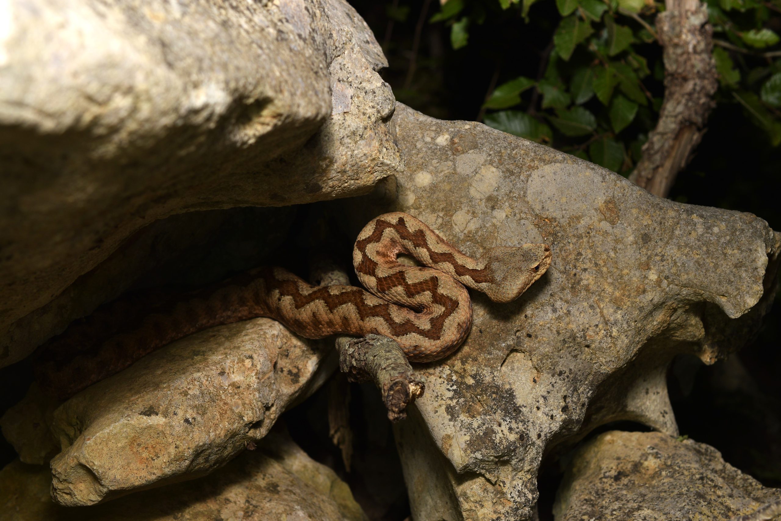 Nose-horned viper (Vipera ammodytes) on a rock wall at night
