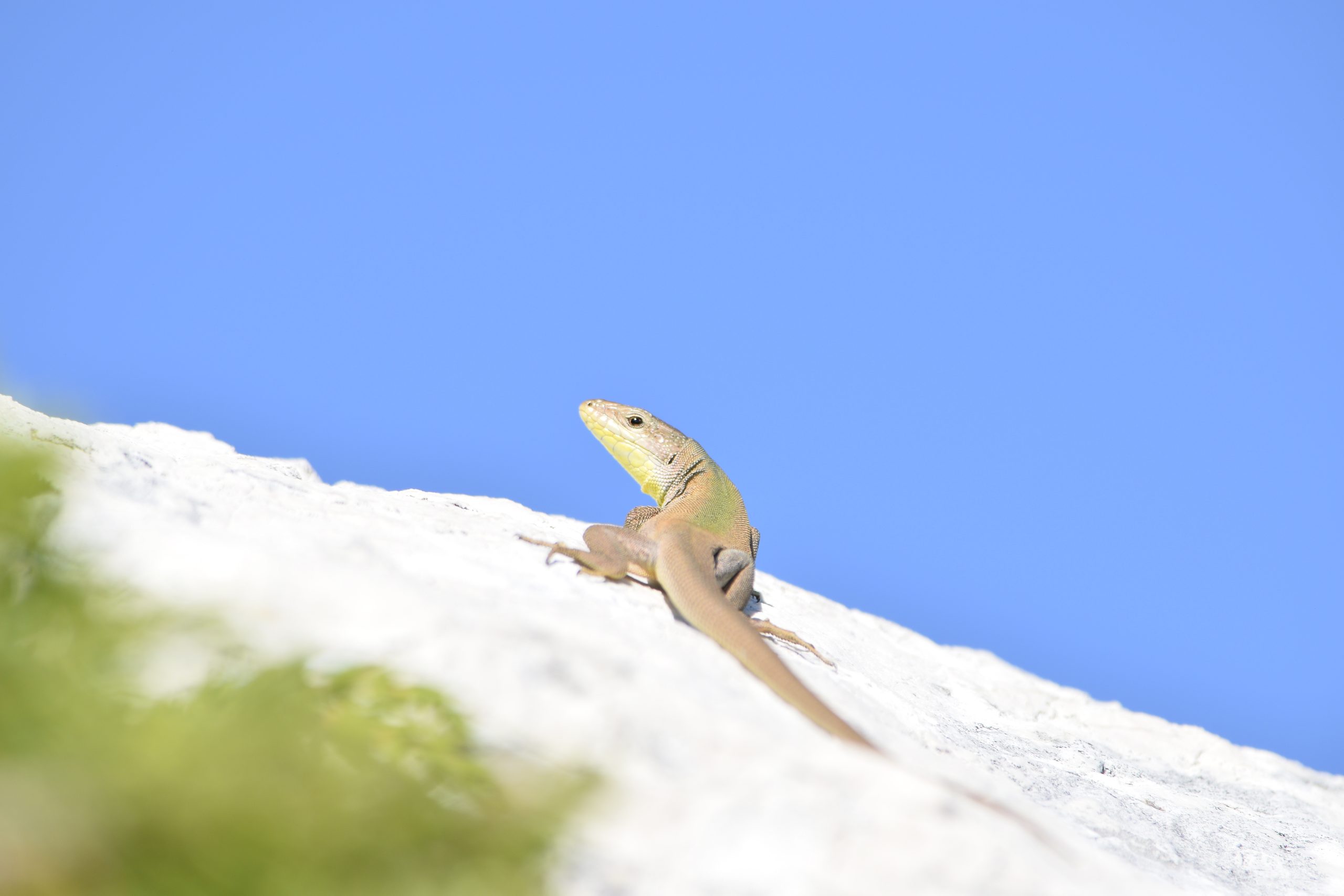 Dalmatian wall lizard (Podarcis melisellensis) in situ on a rock contrasted against the blue sky