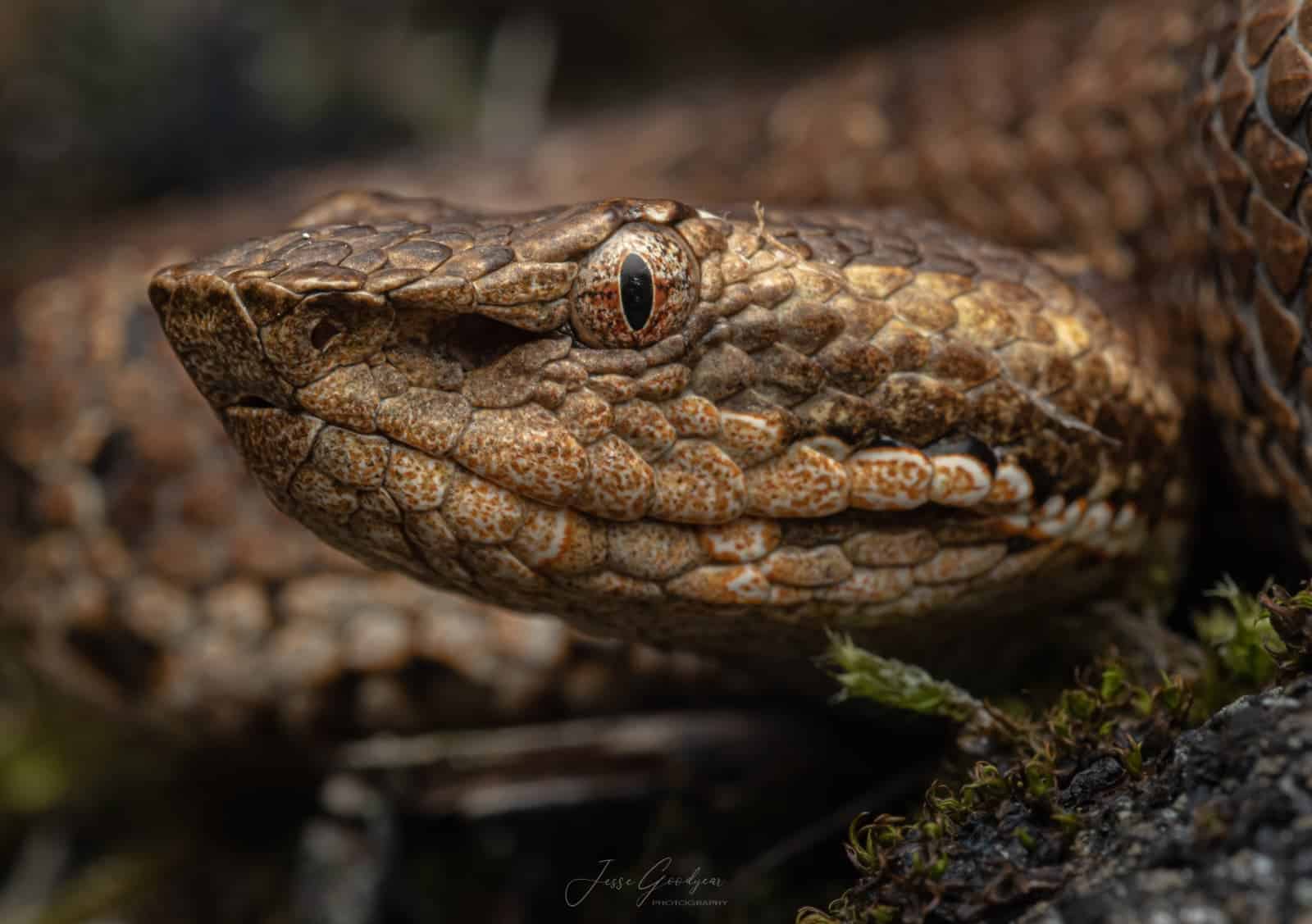 Taiwan mountain pitviper Trimeresurus gracilis macro portrait