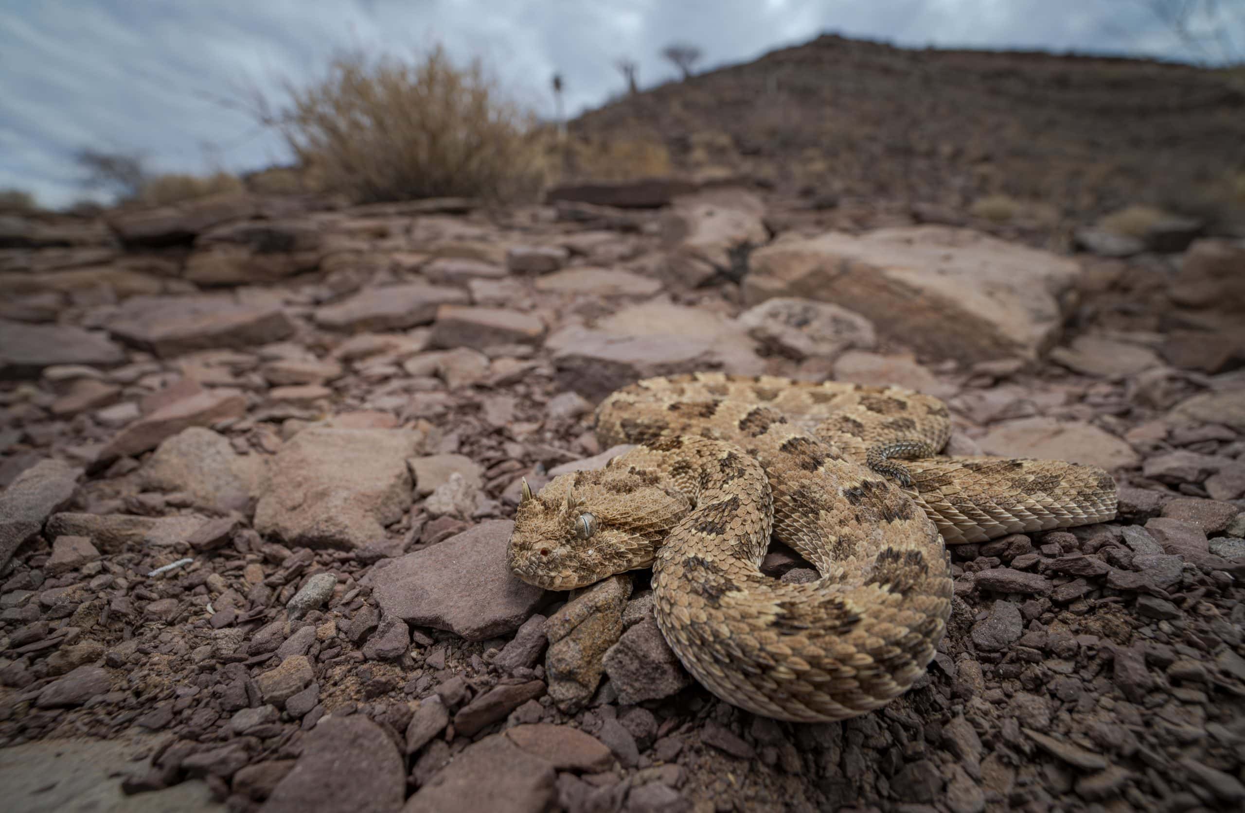 Horned adder Bitis caudalis in Namibian habitat