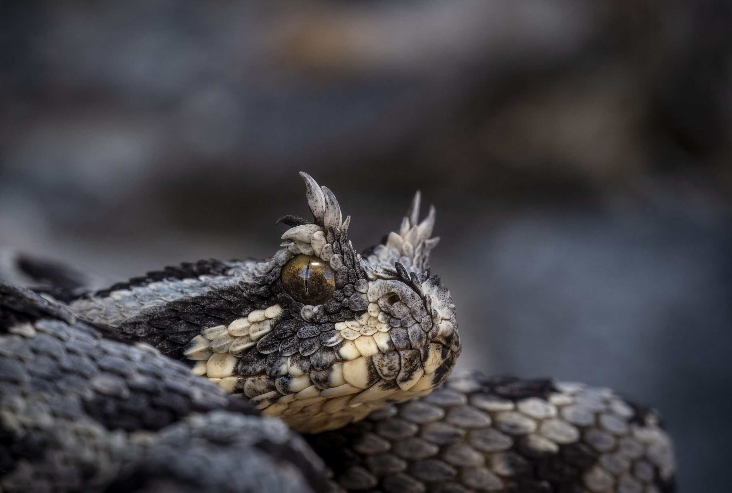 Many-horned adder Bitis cornuta macro close up from a Namibia snake expedition