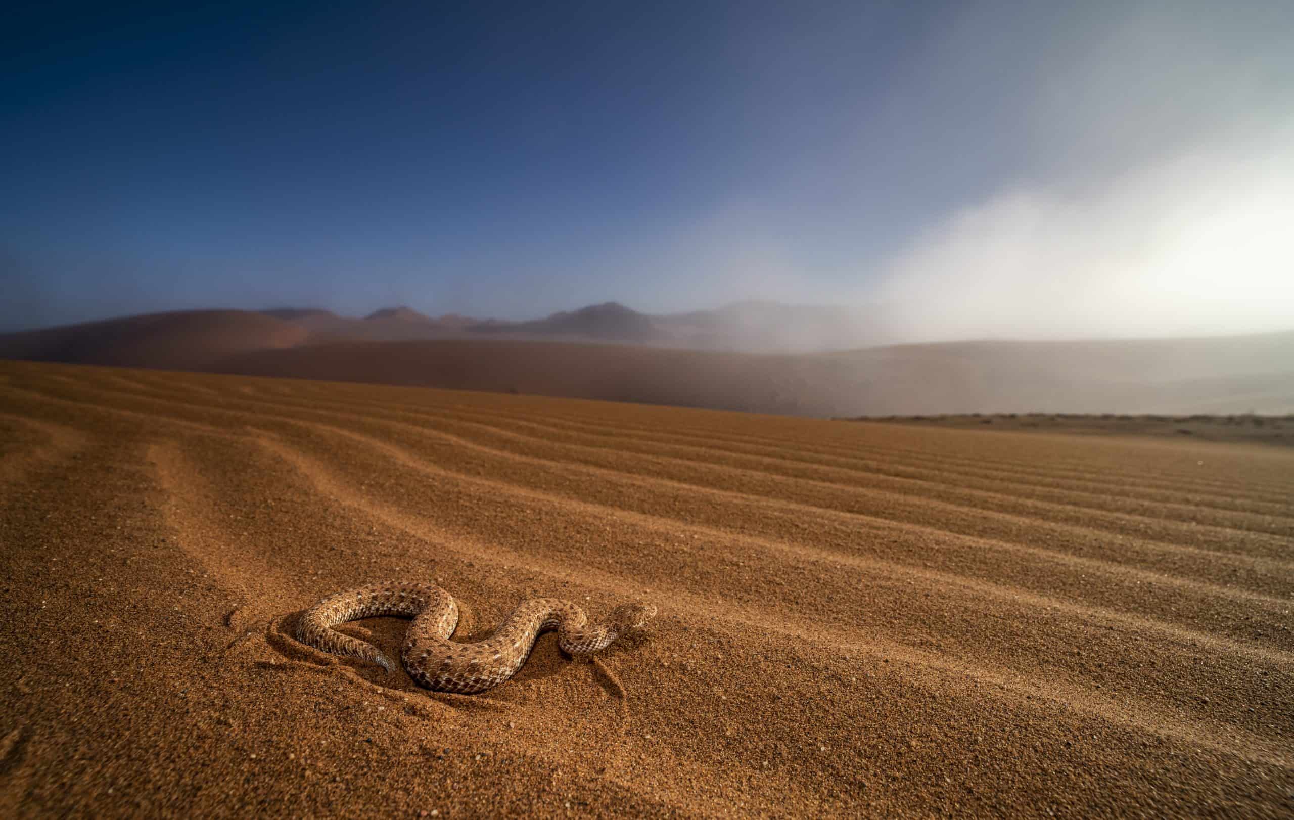 Peringuey's adder Bitis peringueyi sidewinding on dune