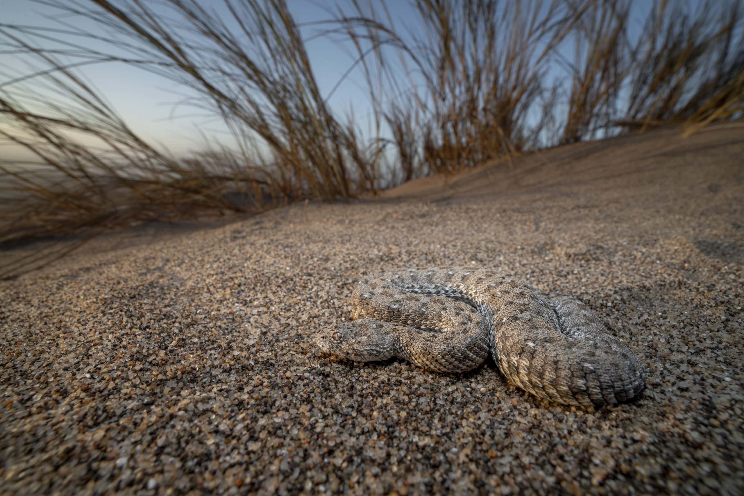 Namaqua dwarf adder Bitis schneideri in desert sand