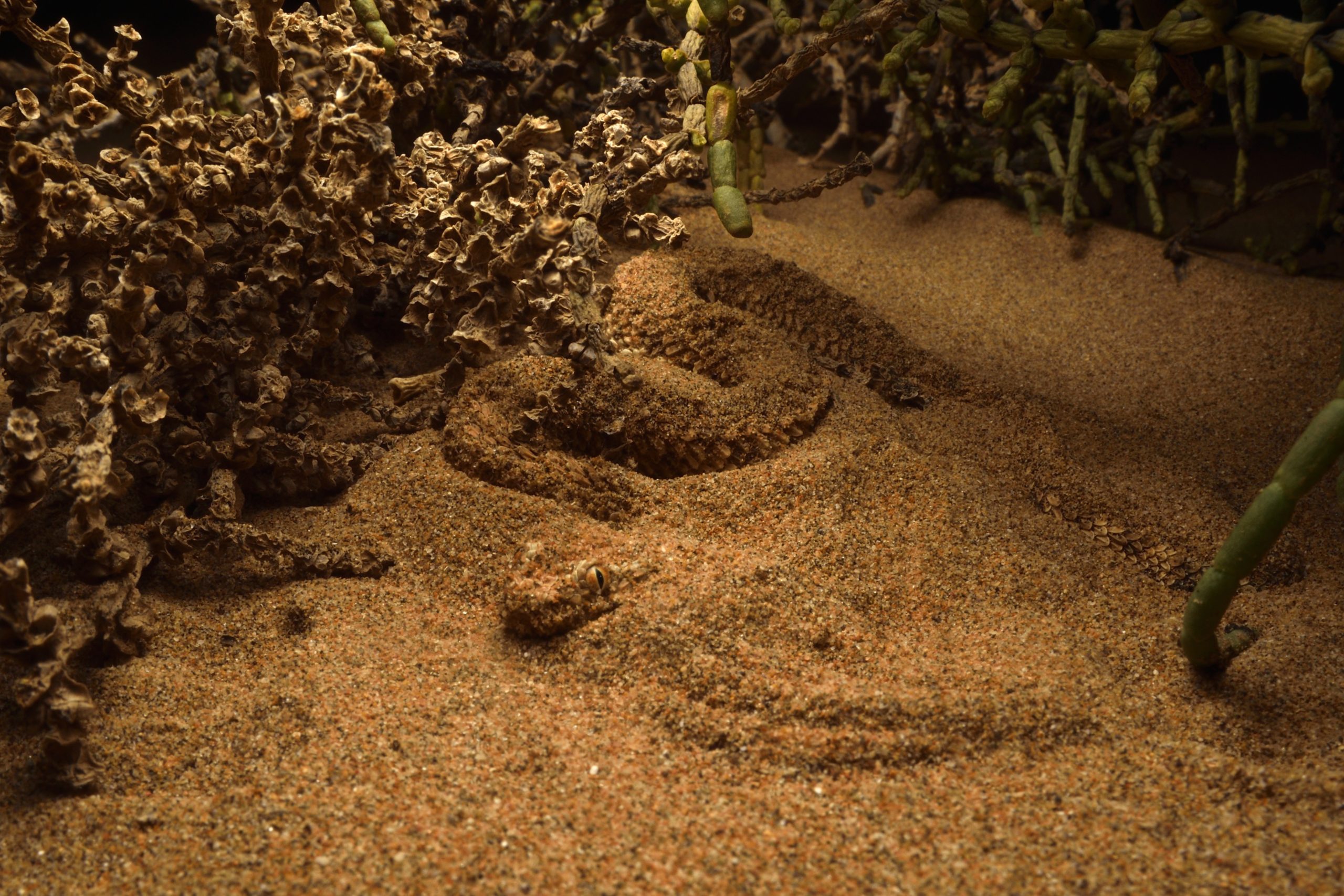 Saharan sand viper Cerastes vipera half buried in sand