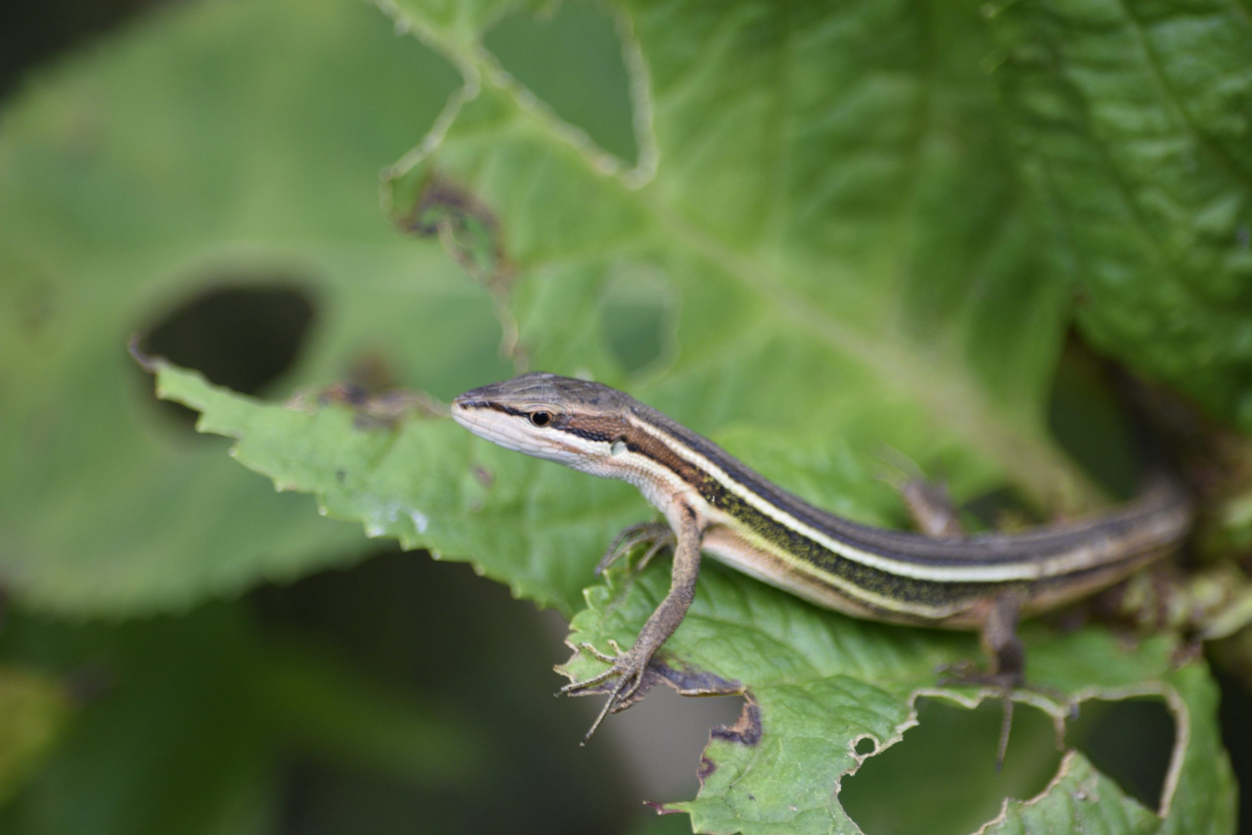 Takydromus viridopunctatus (Taiwan Grass Lizard), First herp in Taiwan