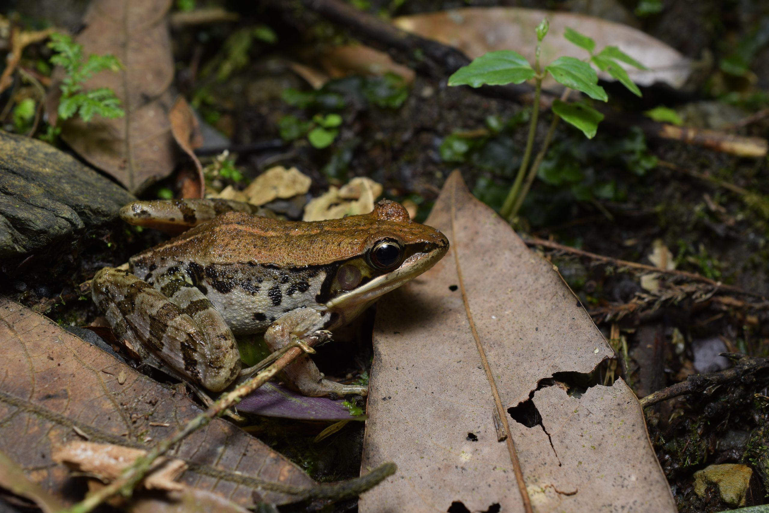 Nidirana adenopleura (Olive Frog, or East China Music Frog