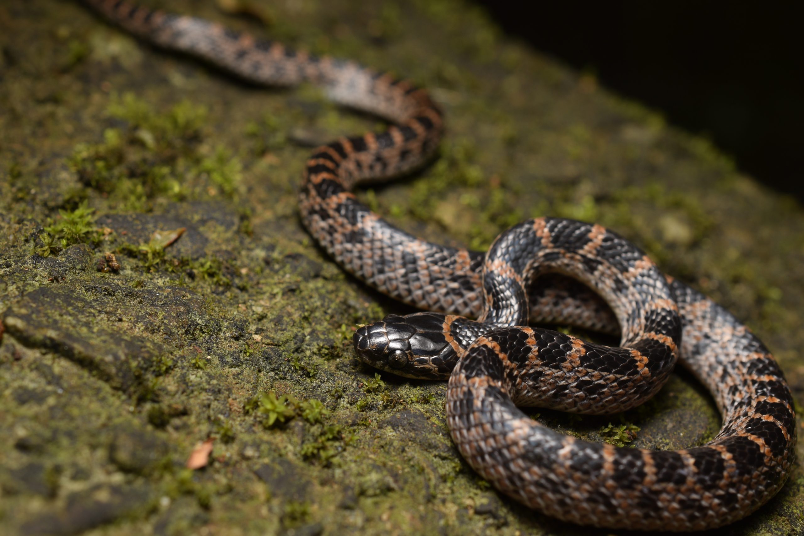  juvenile Lycodon rufozonatus (Red-banded Wolf Snake)