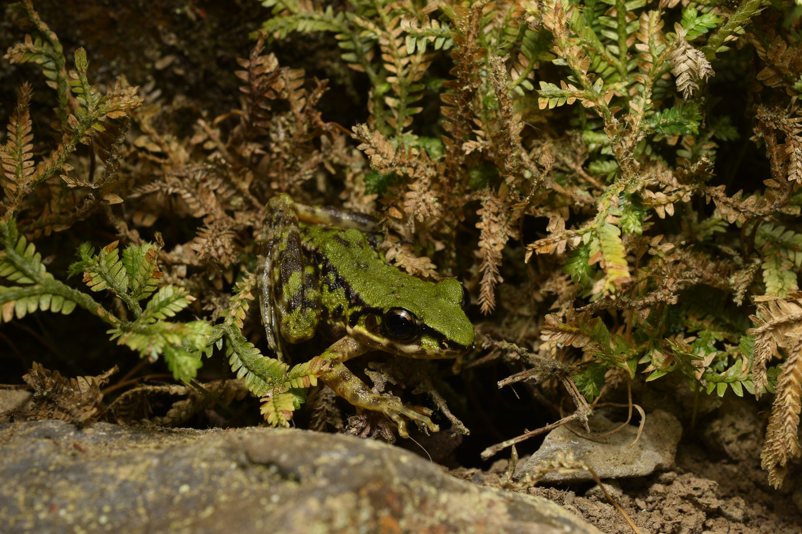 Odorana swinhoei (Swinhoe's Frog)
