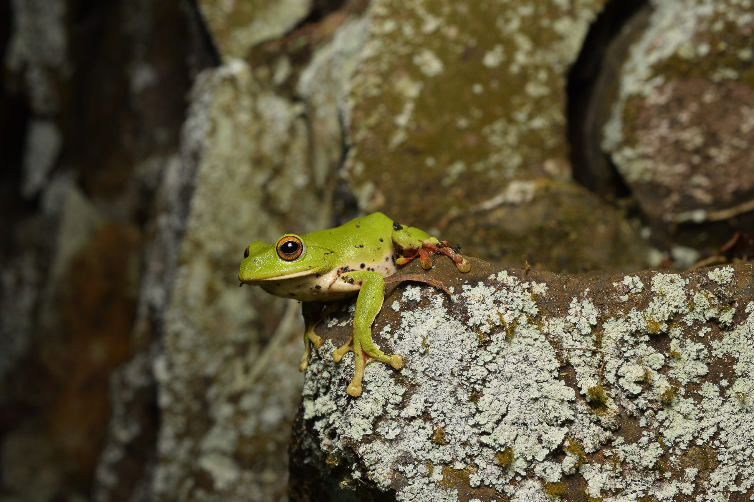 Zhangixalus moltrechti (Moltrecht's Treefrog)