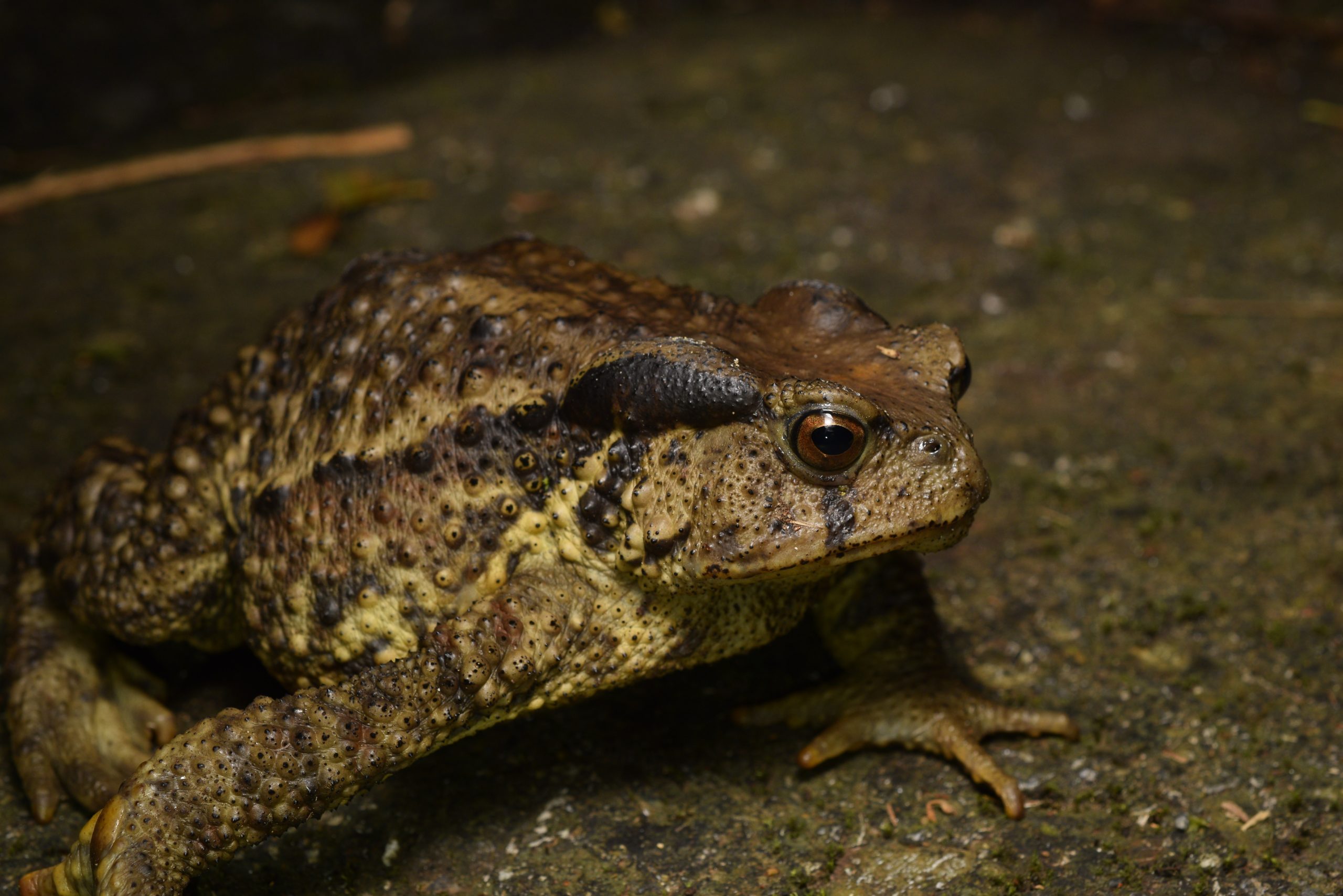 an impressively sized Bufo bankorensis (Taiwan Toad)