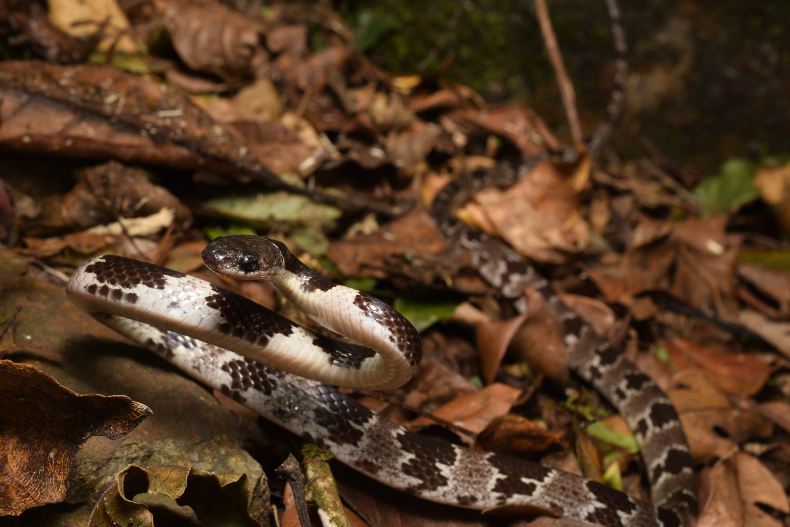 Lycodon ruhstrati (Ruhstrat's Wolf Snake)