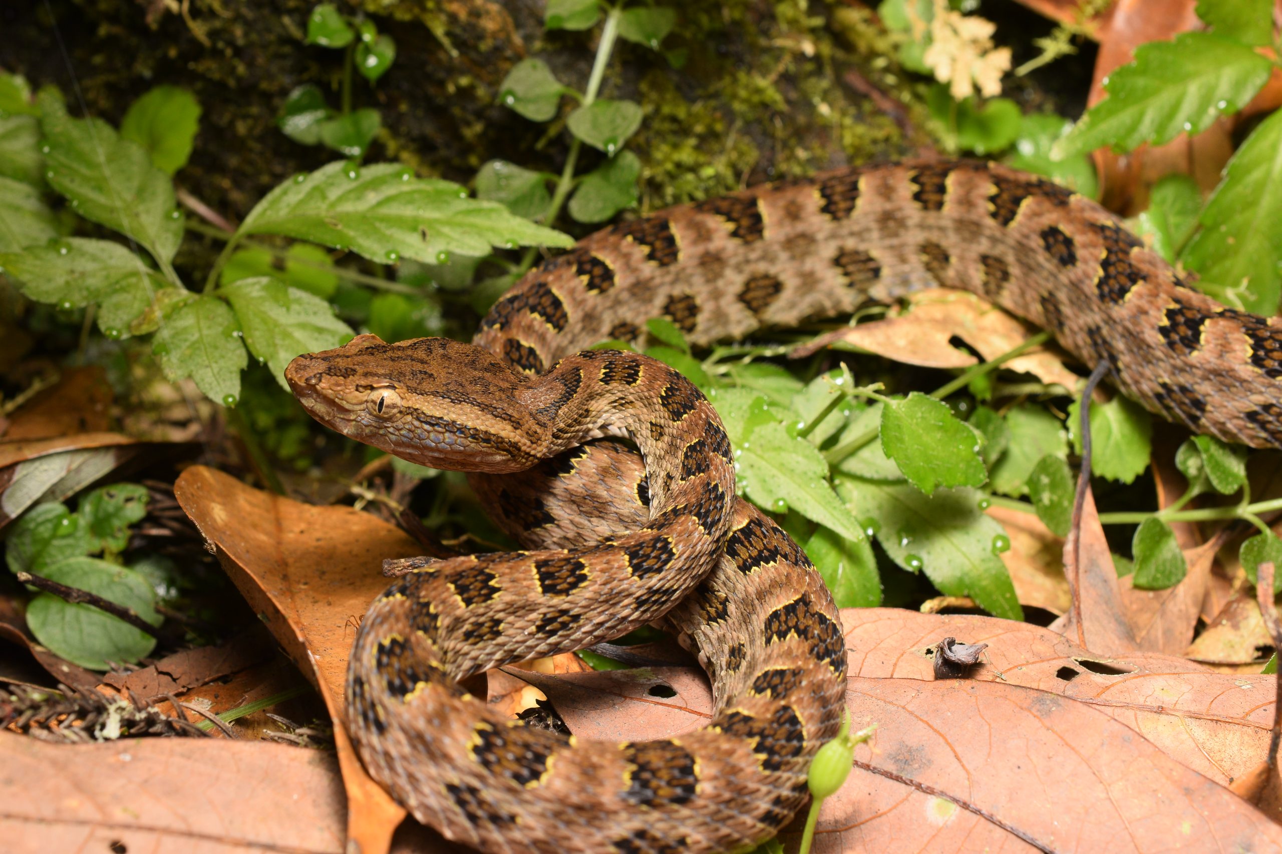 Protobothrops mucrosquamatus (Brown Spotted Pitviper, also known as the Taiwan Habu)