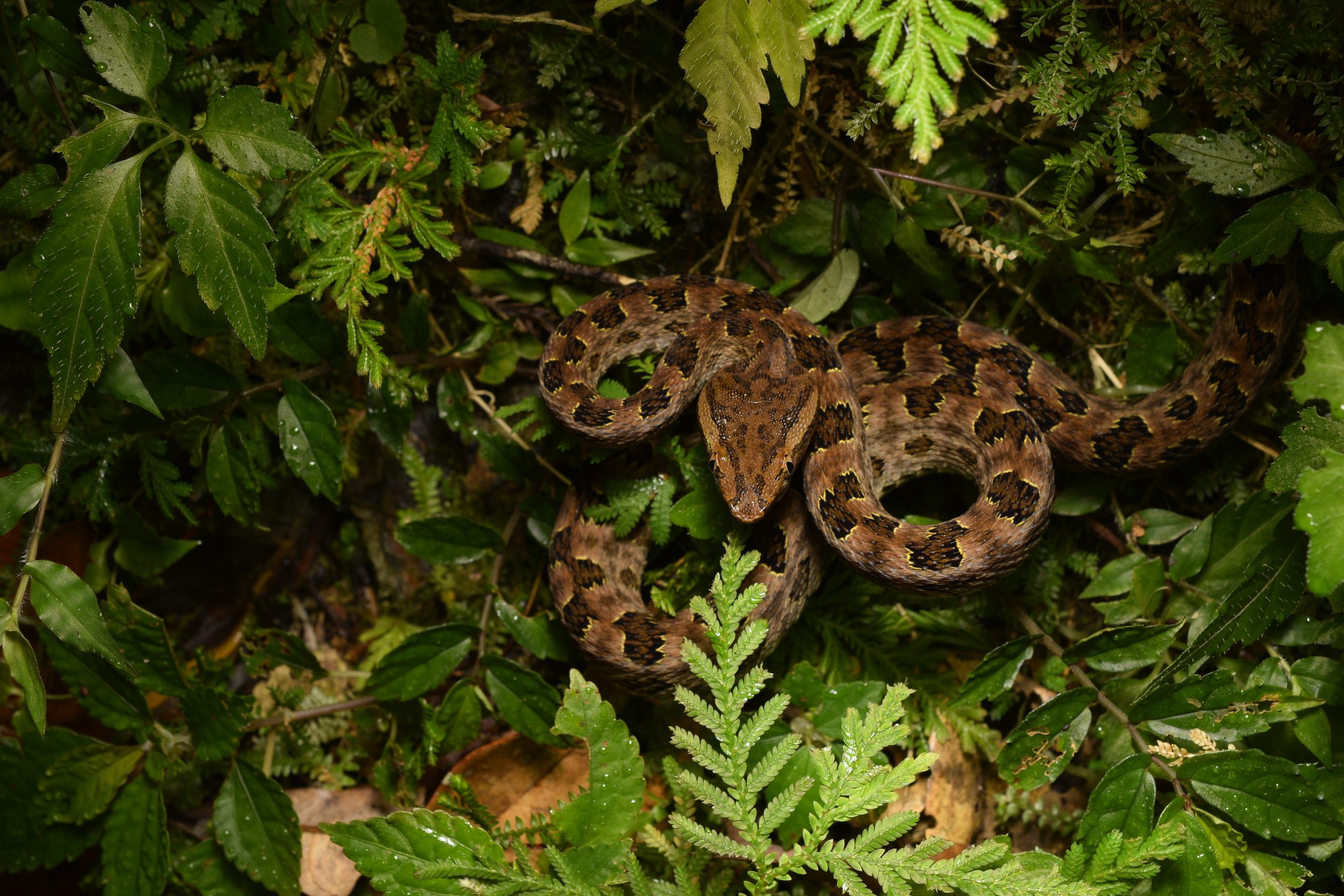 Protobothrops mucrosquamatus (Brown Spotted Pitviper, also known as the Taiwan Habu)