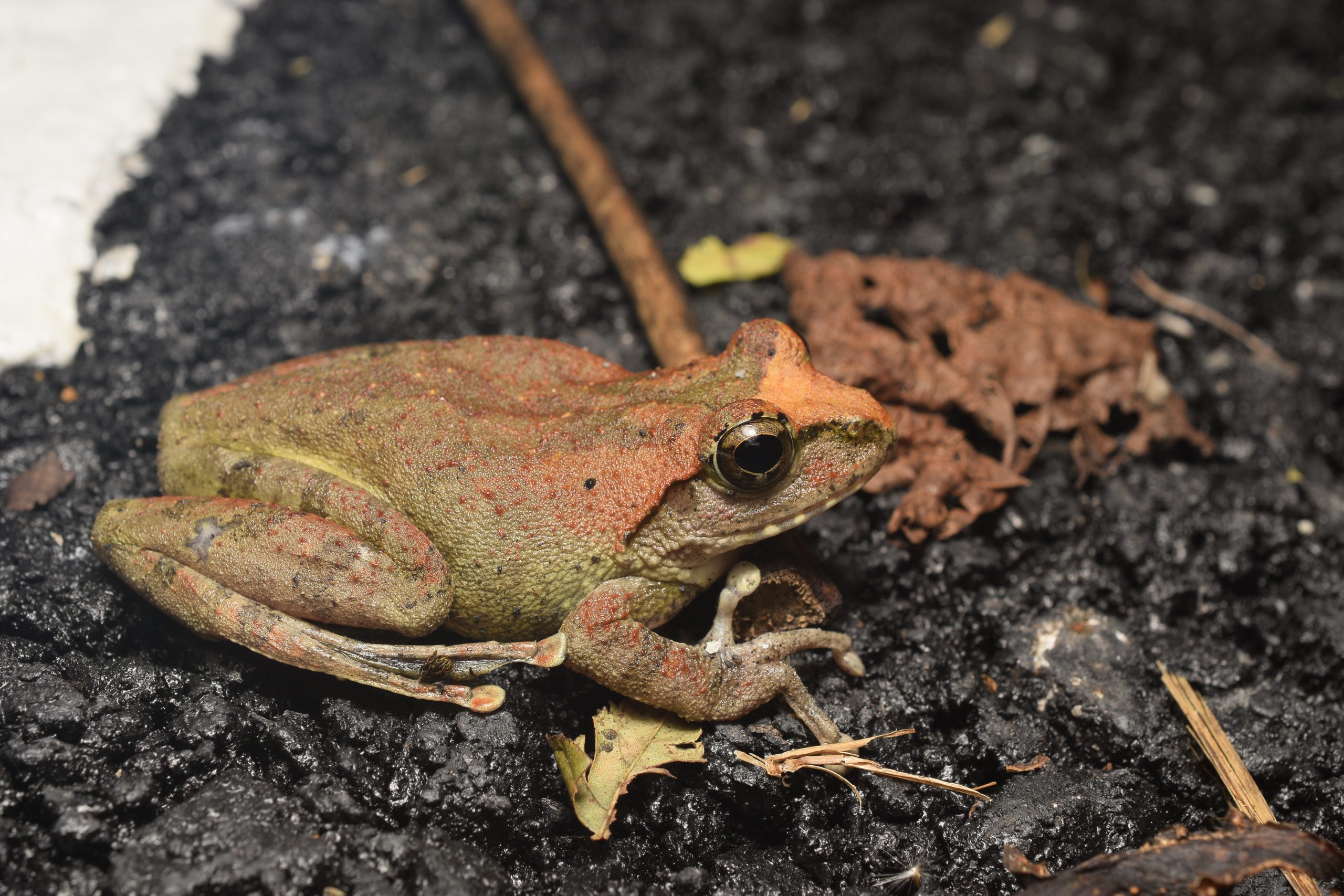 B. robusta perched on foliage during a night survey in Taiwan