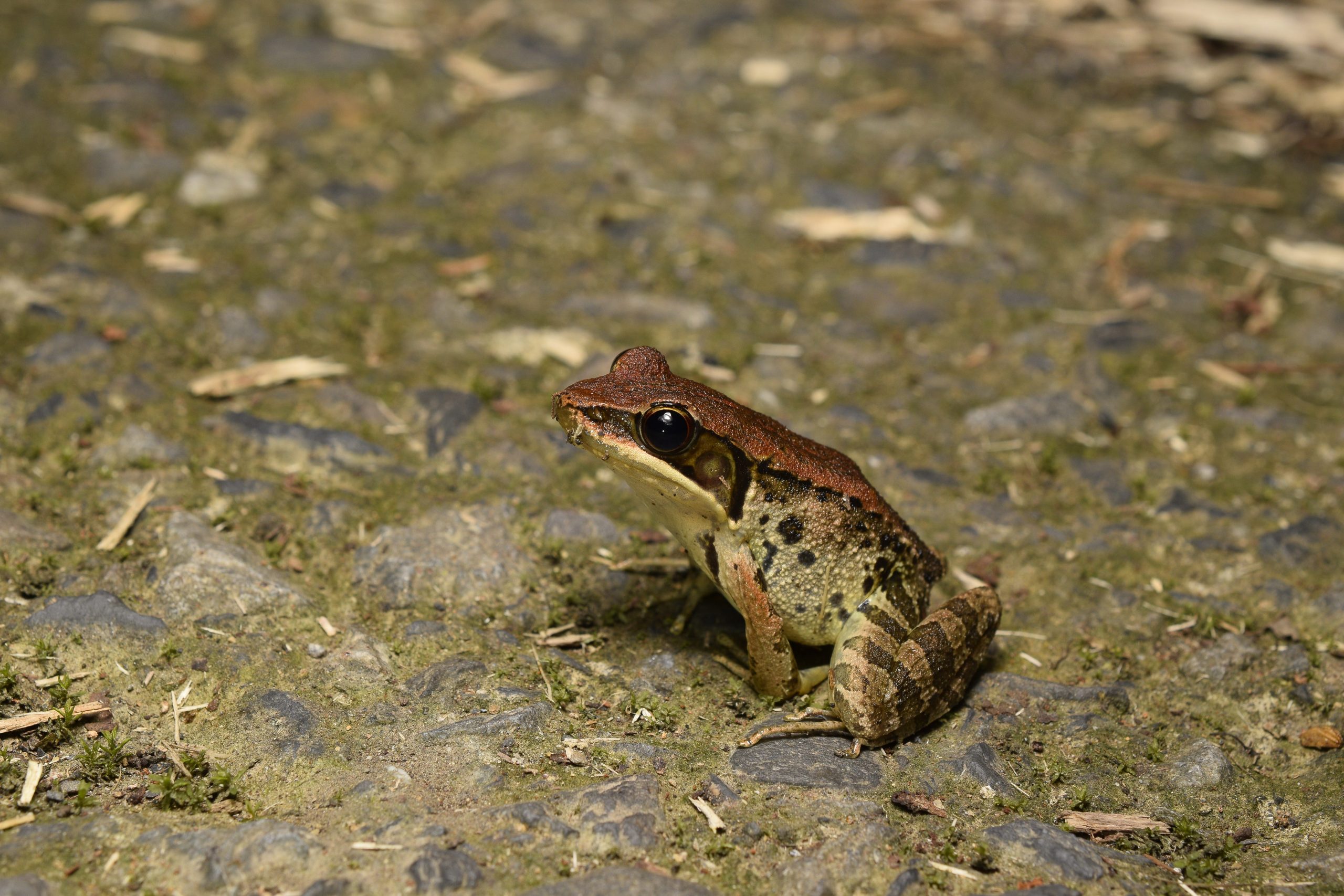 H. latouchii, Latouche's frog, found during a Taiwan herping expedition