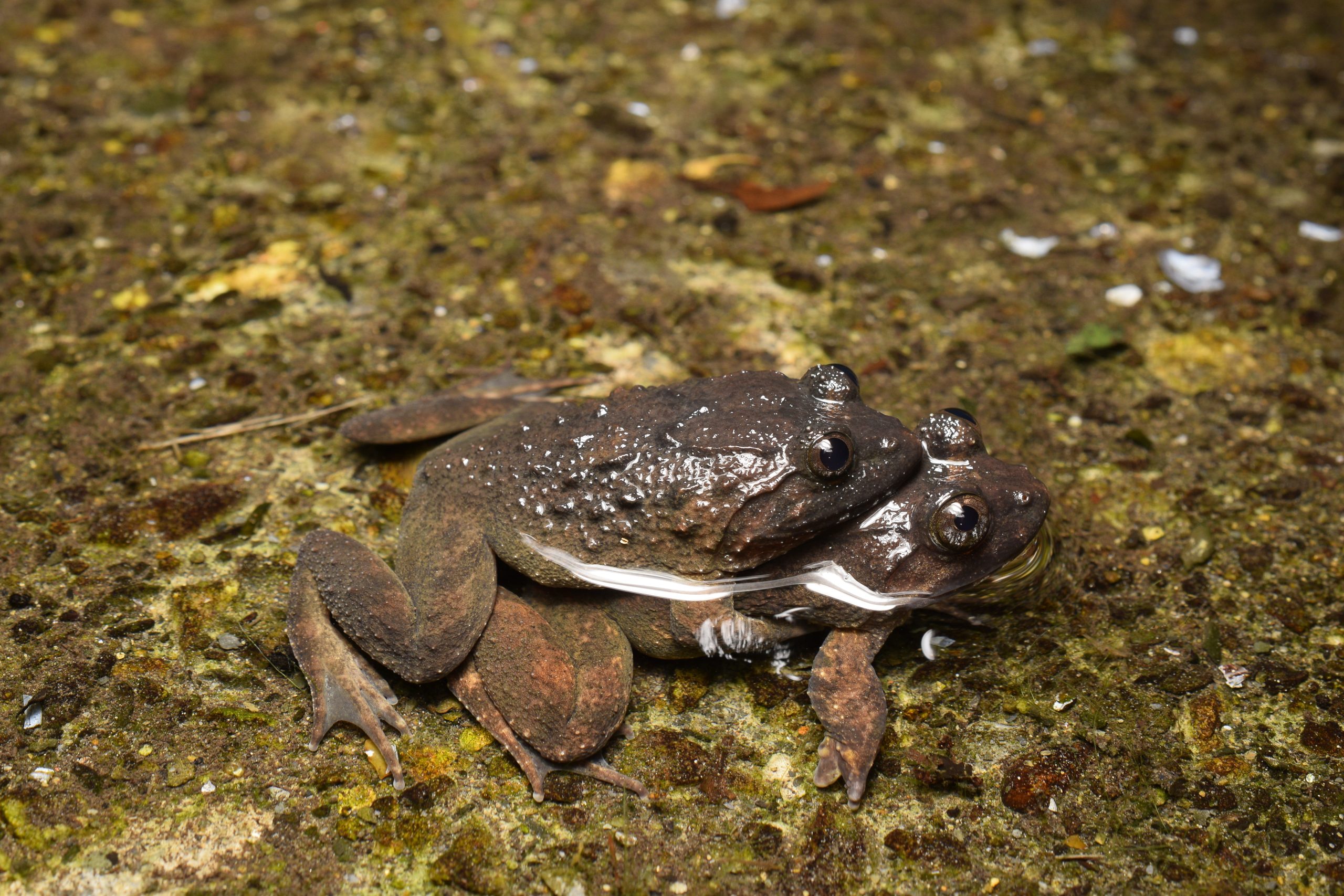 L. fujianus photographed in Taiwan