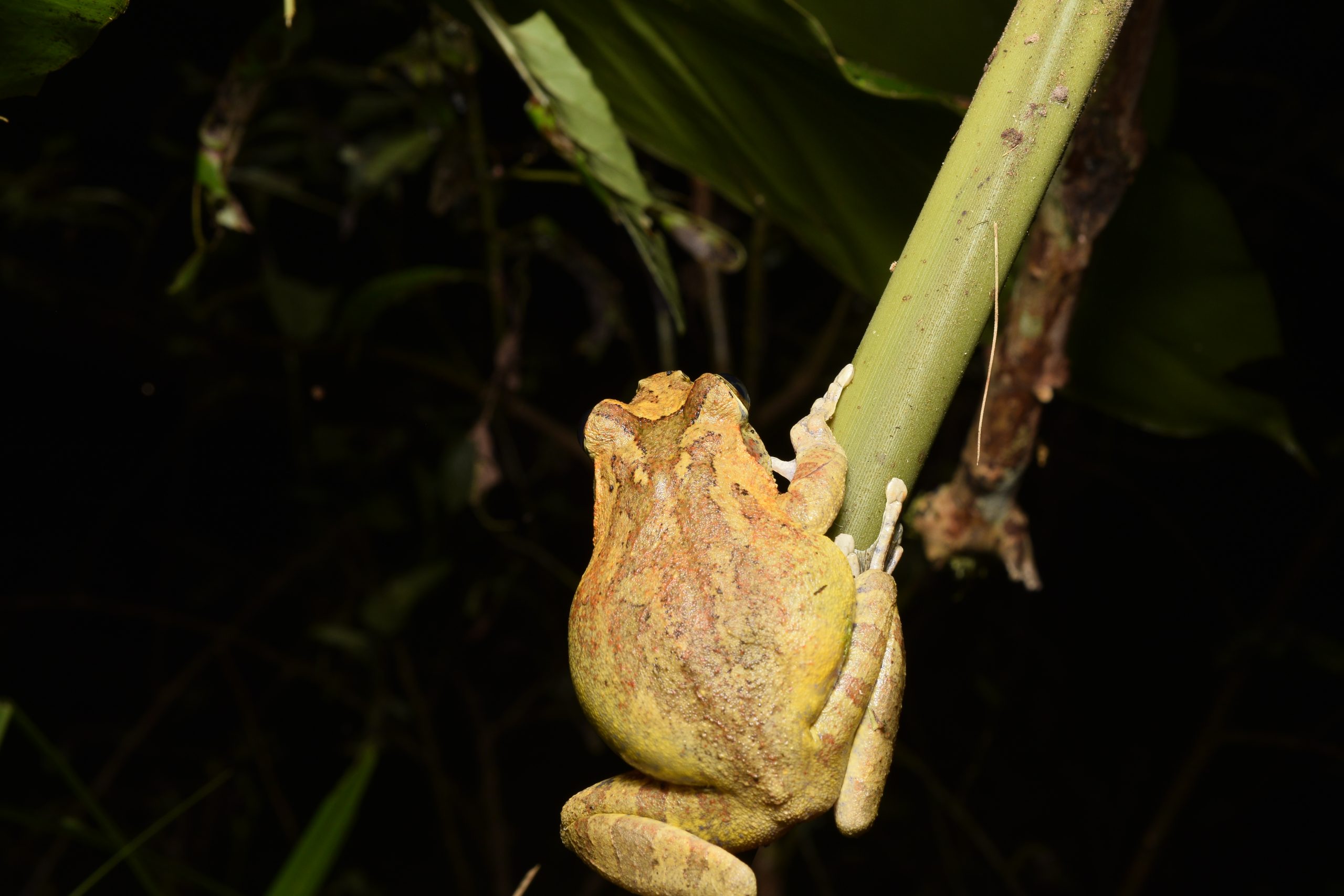 Large gravid female B. robusta