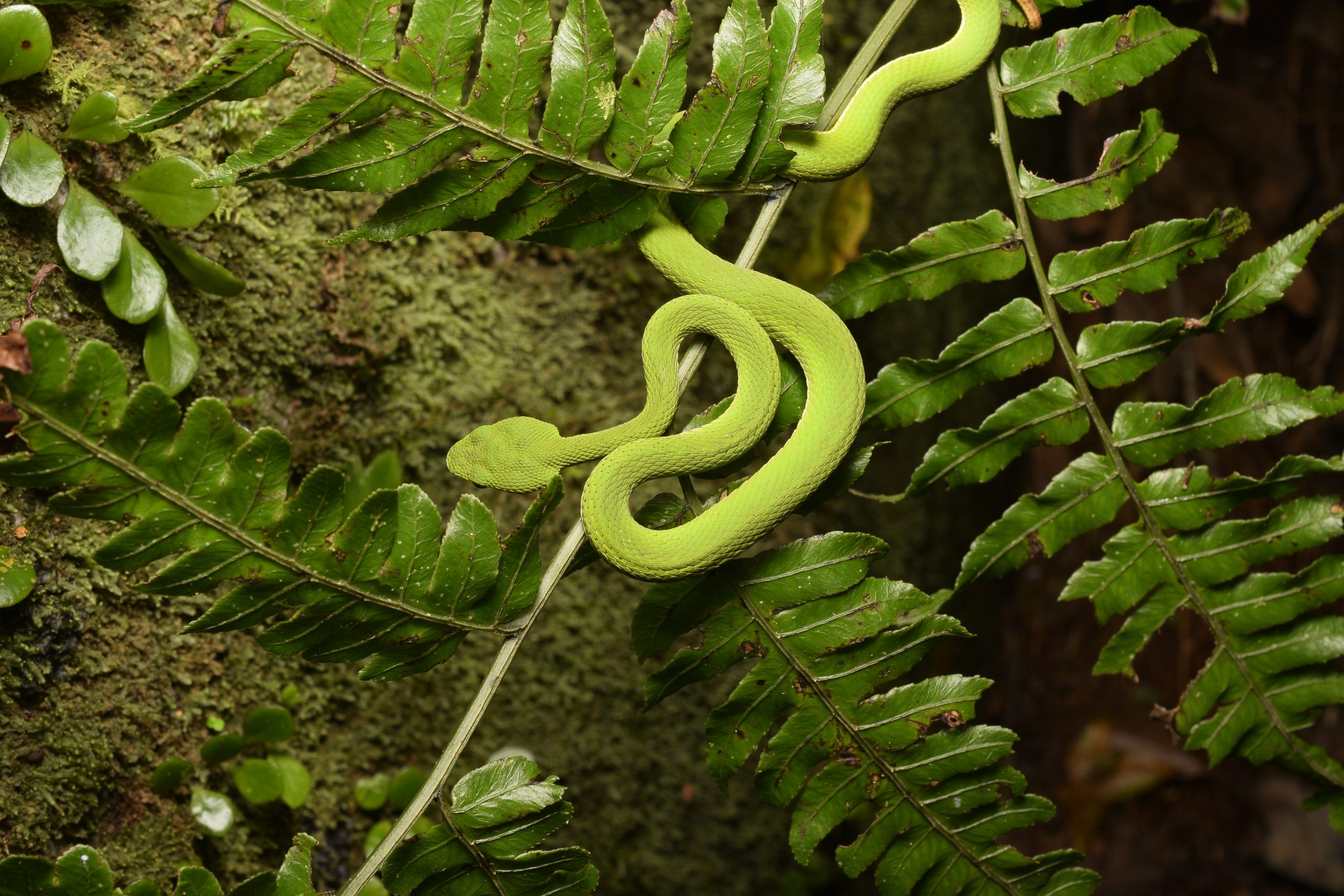Juvenile T. stejnegeri, Chinese green tree viper