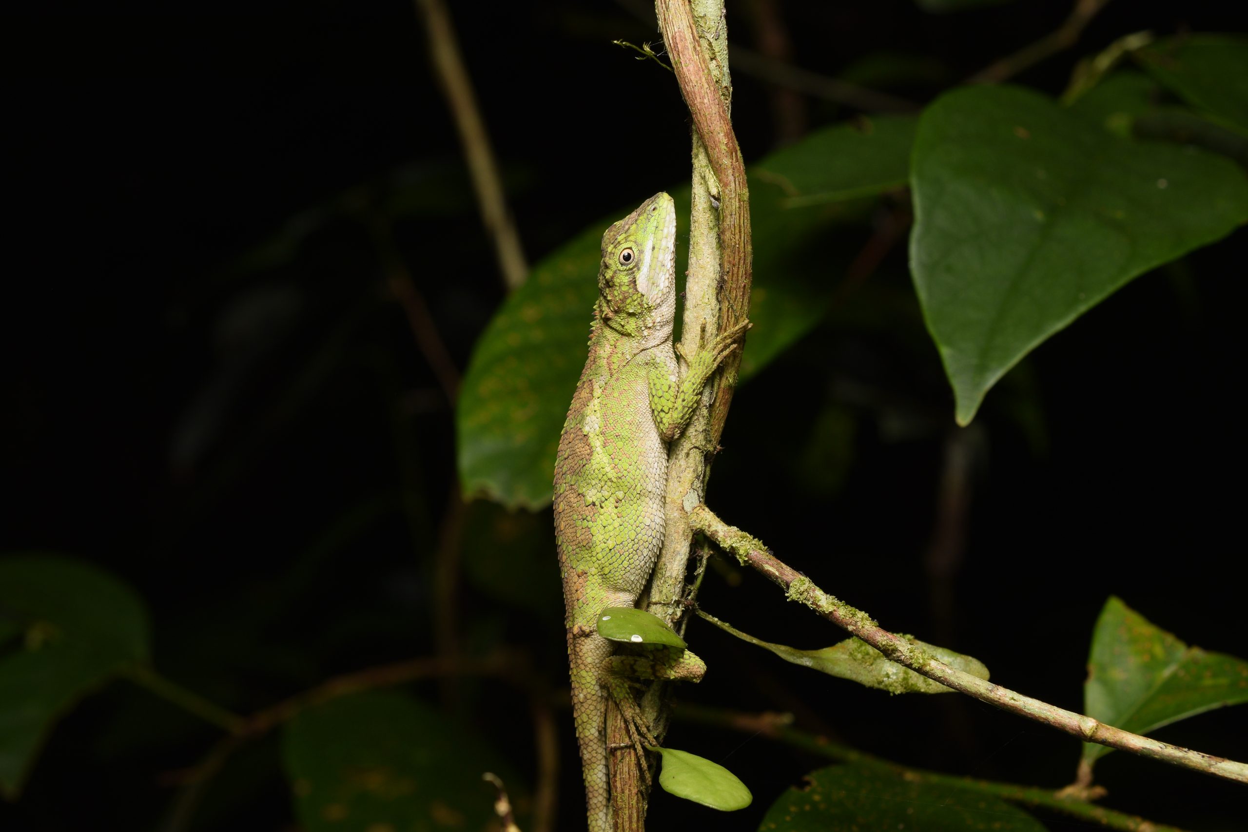 D. swinhoei found during a night survey in Taiwan