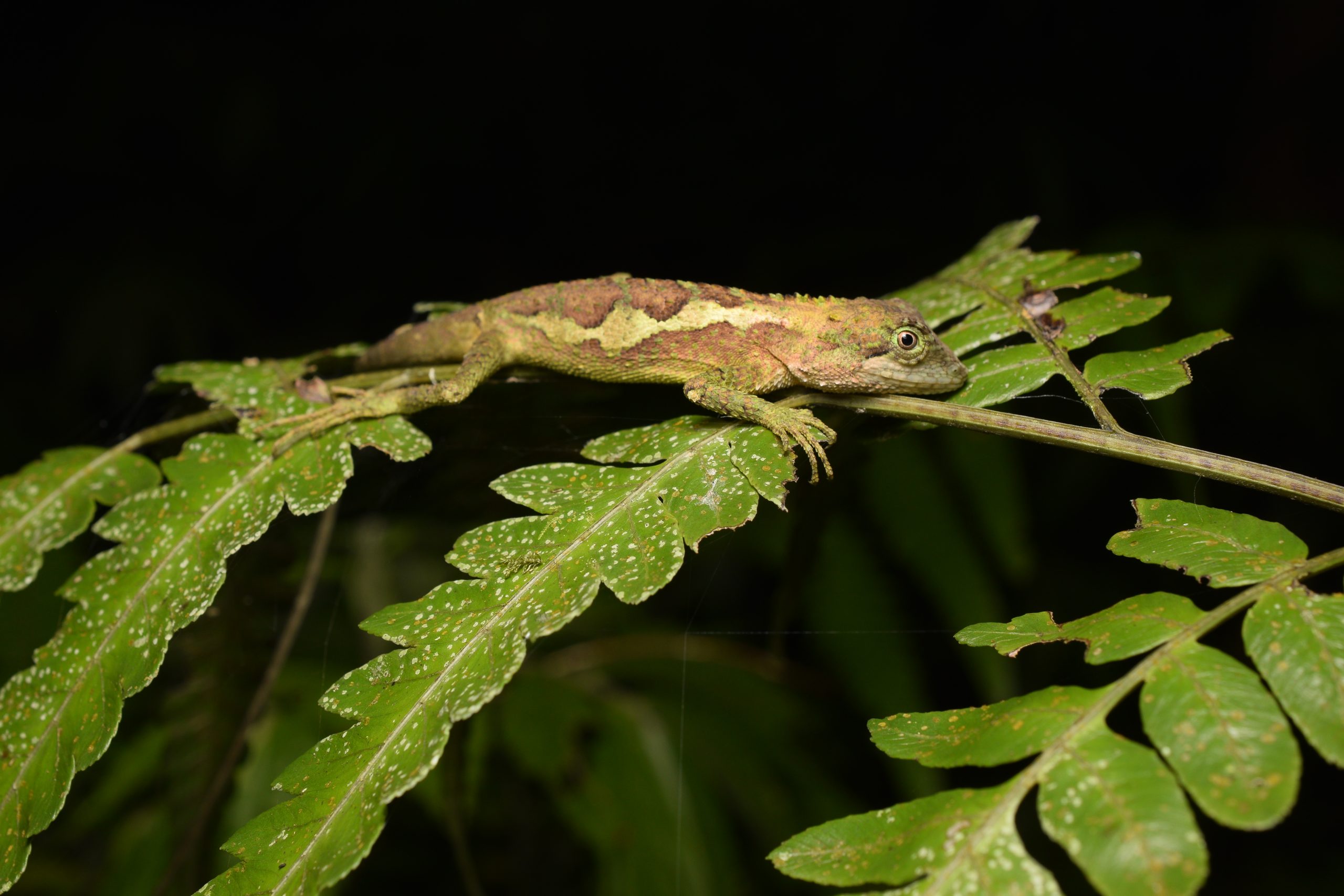 D. swinhoei in Taiwanese forest habitat