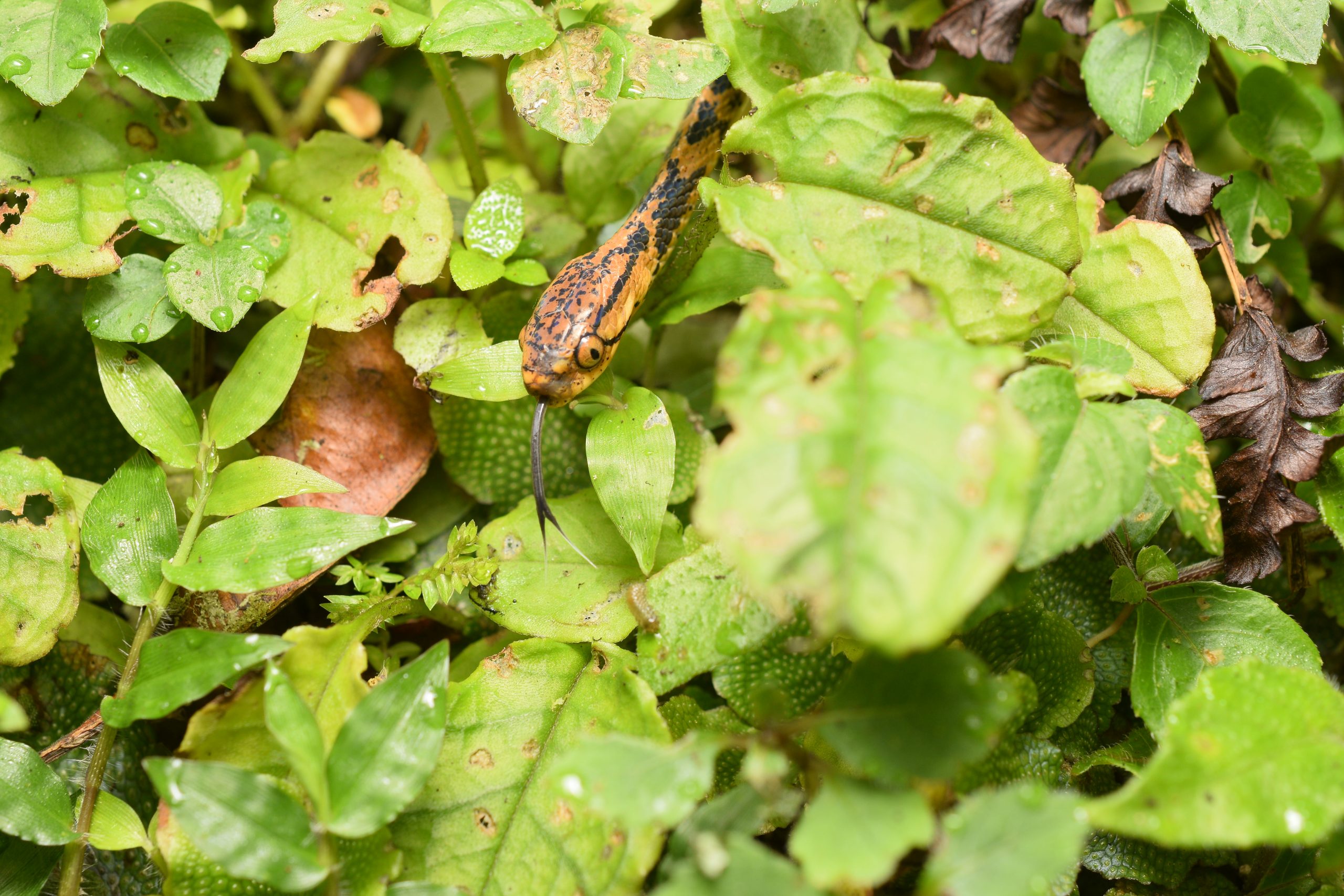 P. atayal photographed on expedition in Taiwan