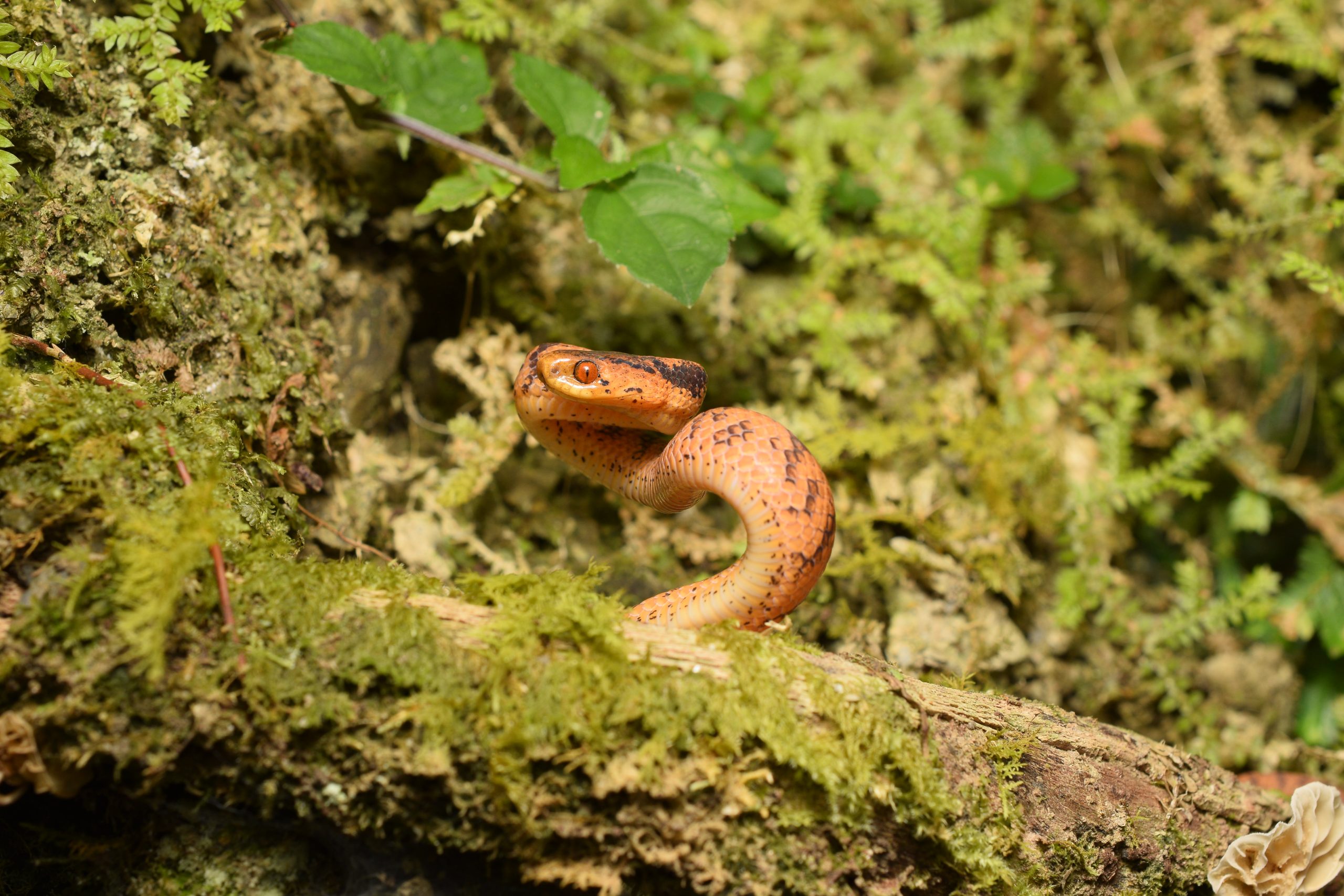 P. formosensis showing distinctive red eye