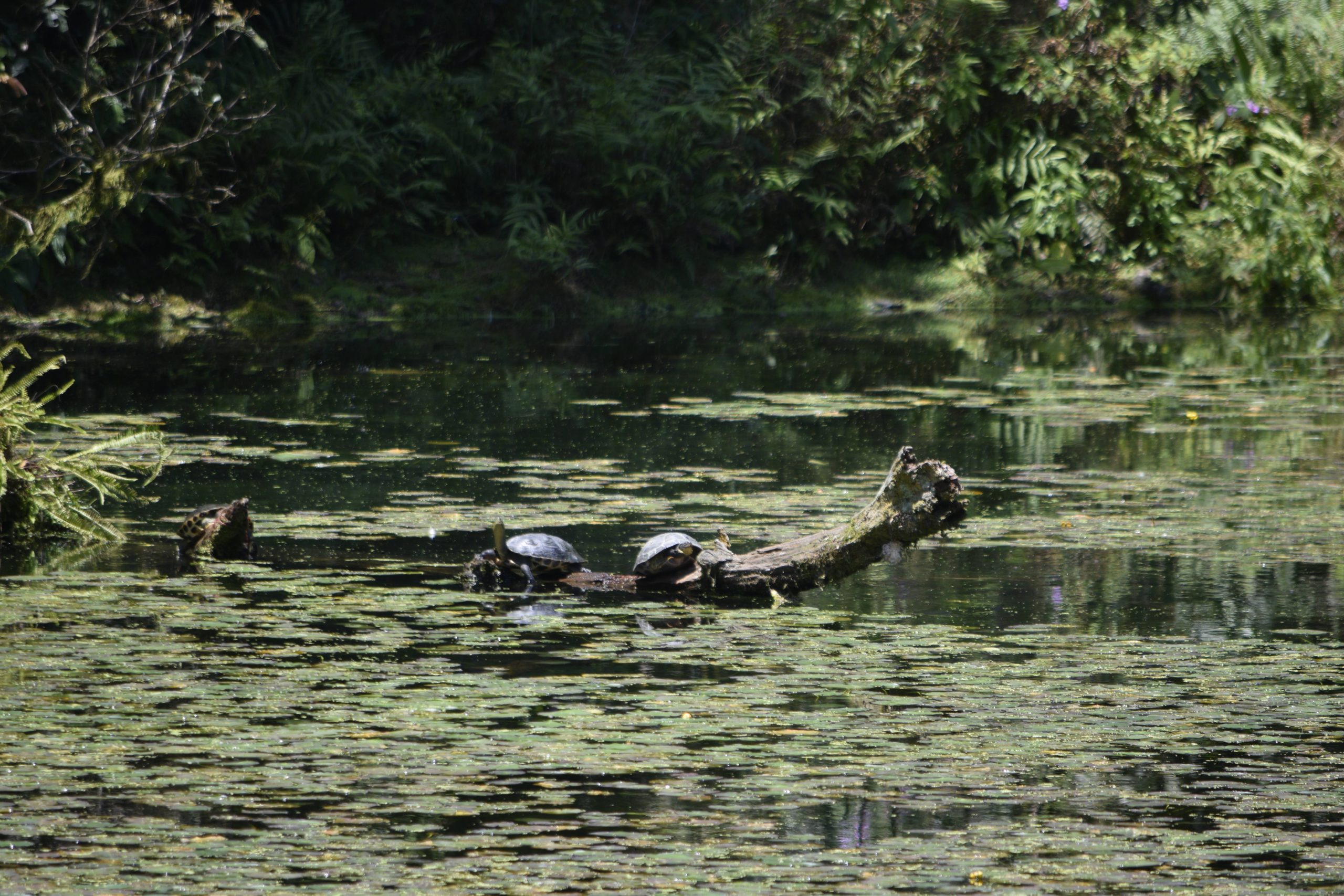 Chinese stripe-necked turtle, Mauremys sinensis, basking in a pond in Taiwan
