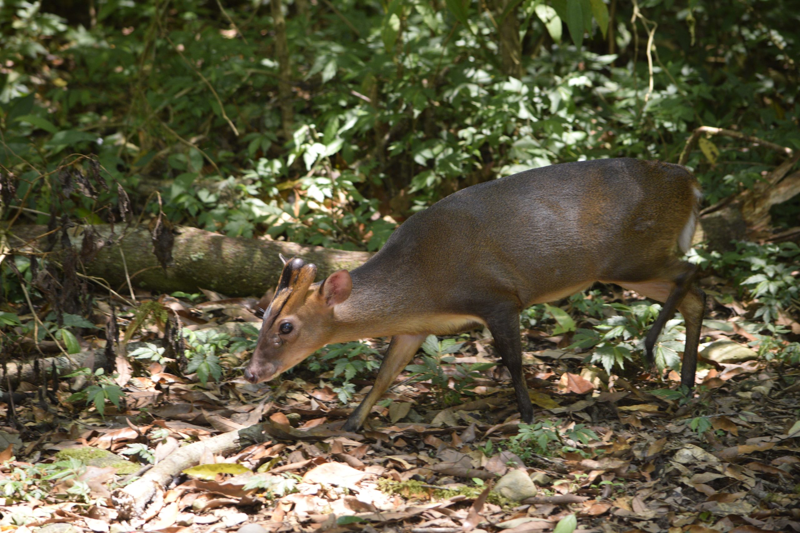 Reeves's muntjac, Muntiacus reevesi, photographed in Taiwan