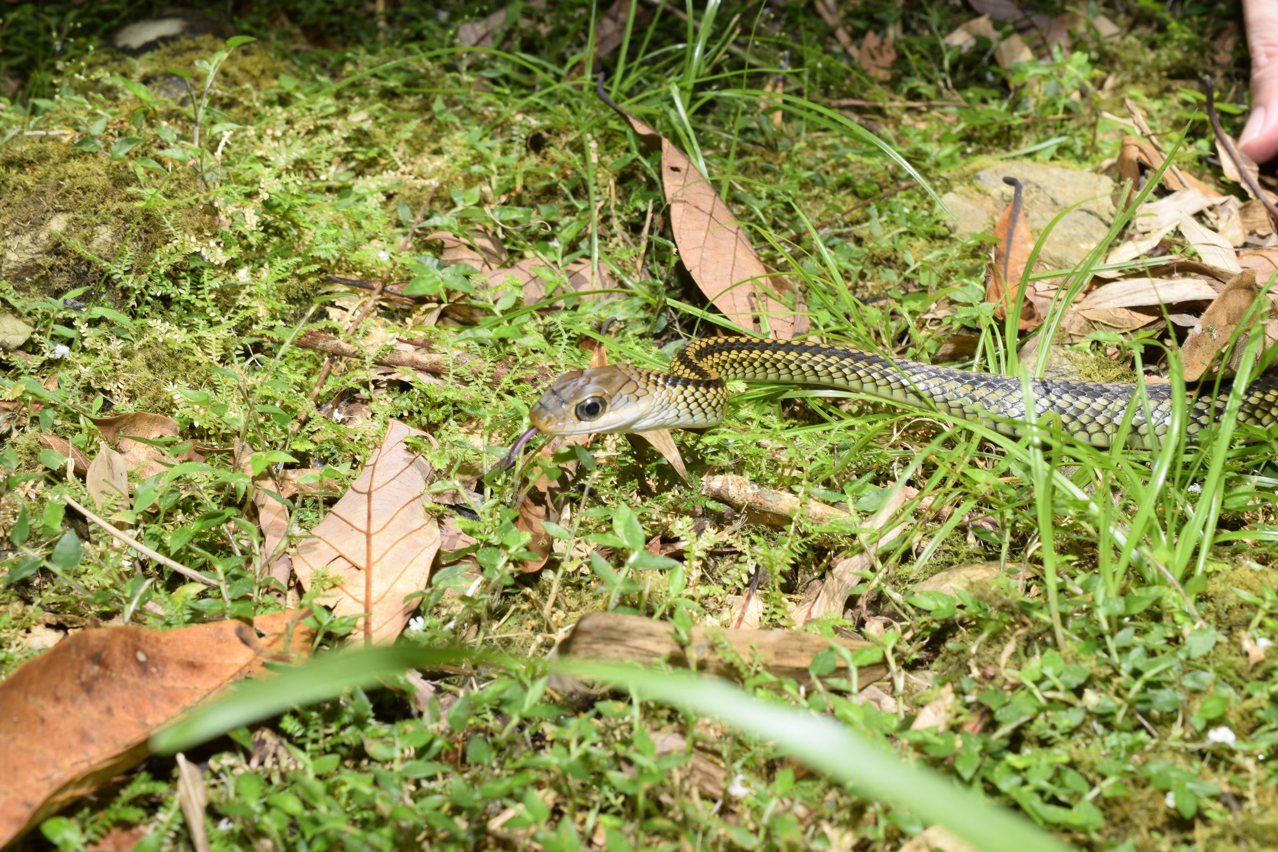 Chinese ratsnake, Ptyas dhumnades, found during a Taiwan herping expedition