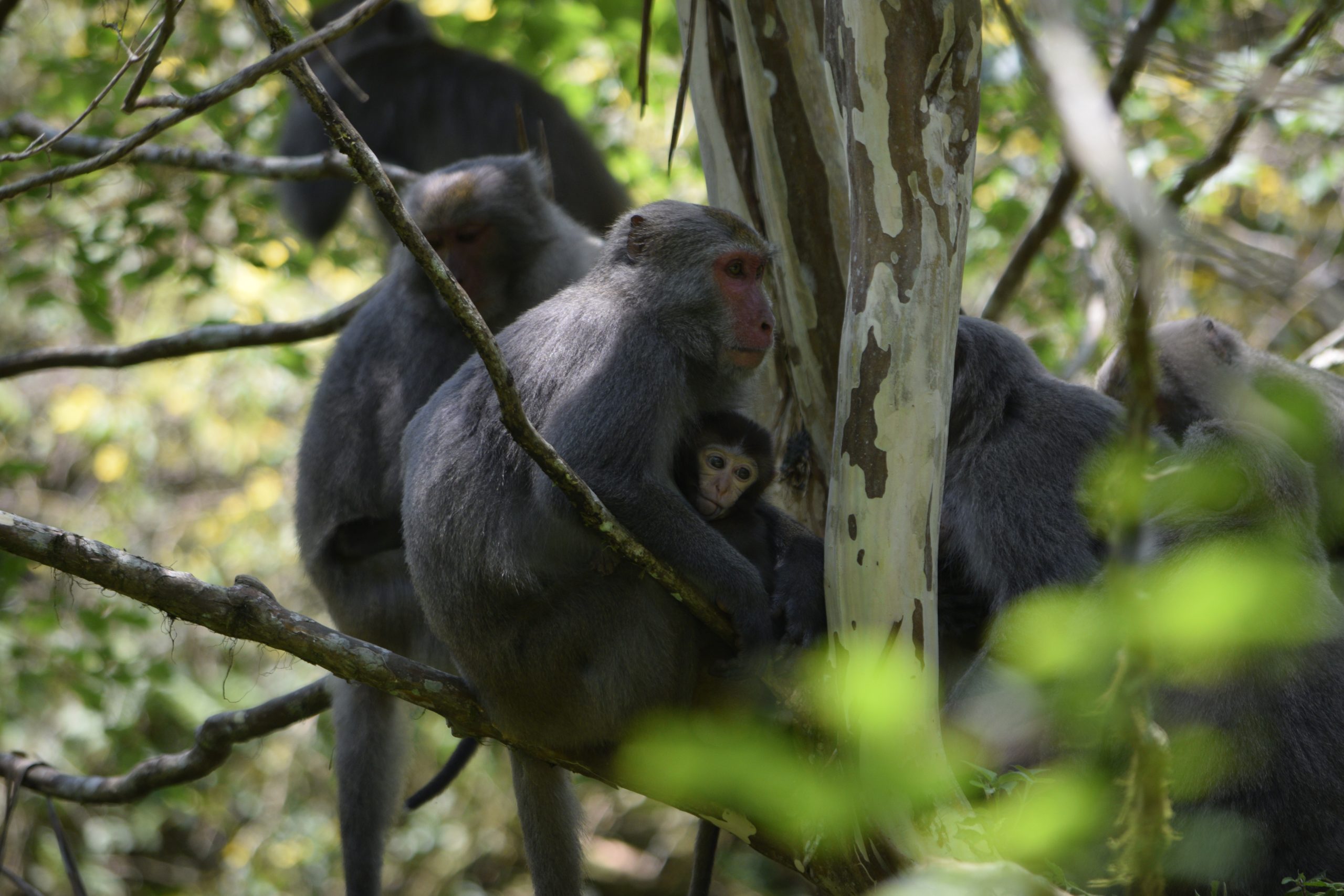 Formosan rock macaque, Macaca cyclopis, endemic to Taiwan
