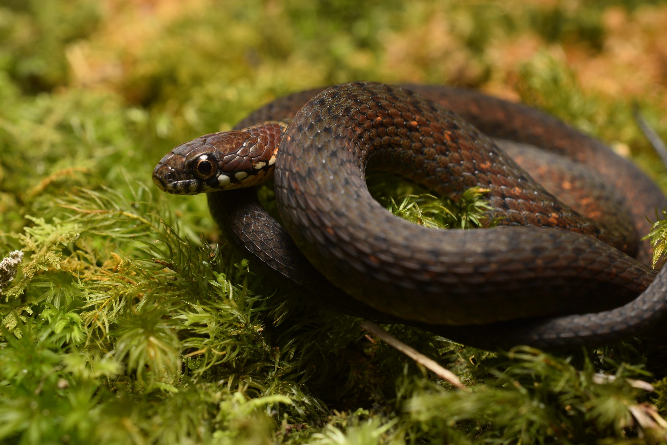 Sauter's keelback, Hebius sauteri, photographed in Taiwan