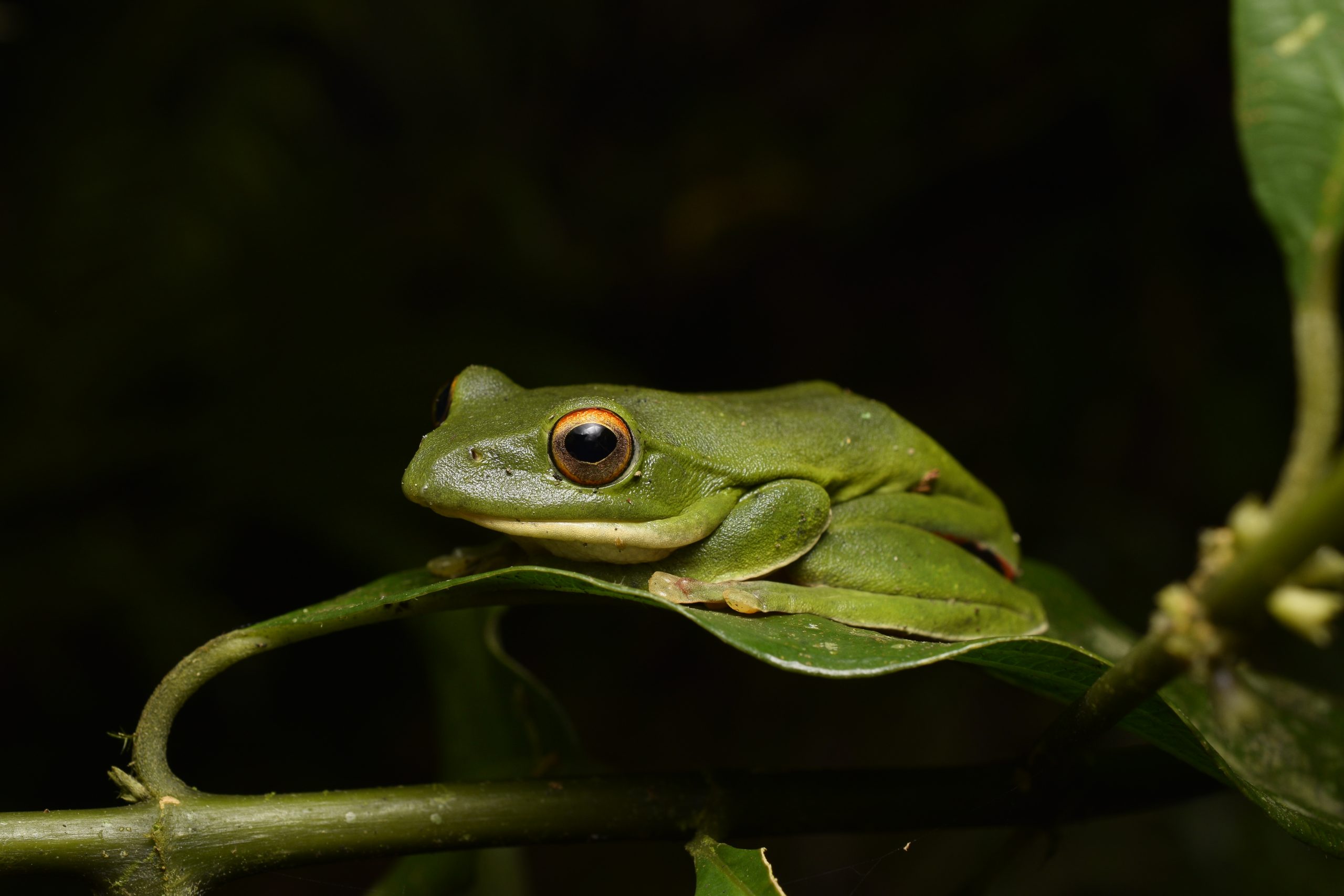 Moltrecht's treefrog, Zhangixalus moltrechti, in Taiwanese forest habitat