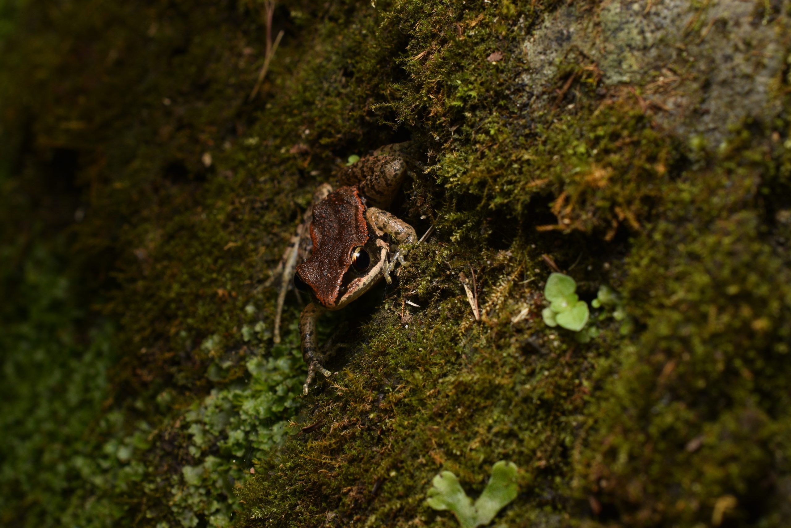 Latouche's frog, Hylarana latouchii, on a mossy rock wall