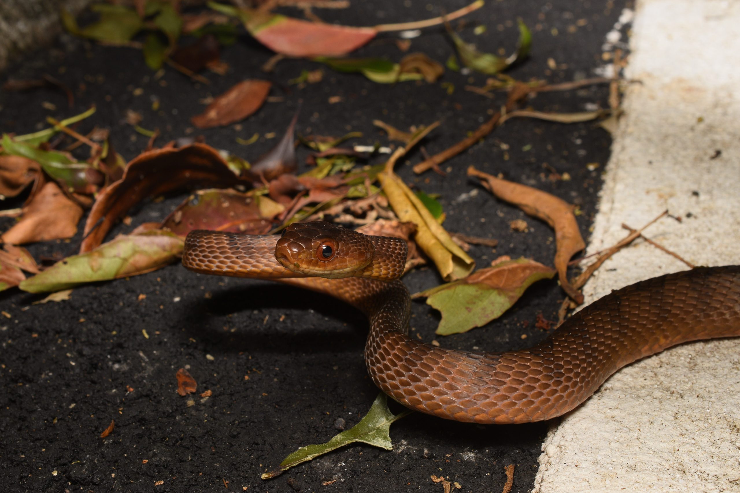 Large Taiwan cat snake, Boiga kraepelini, found road cruising at night