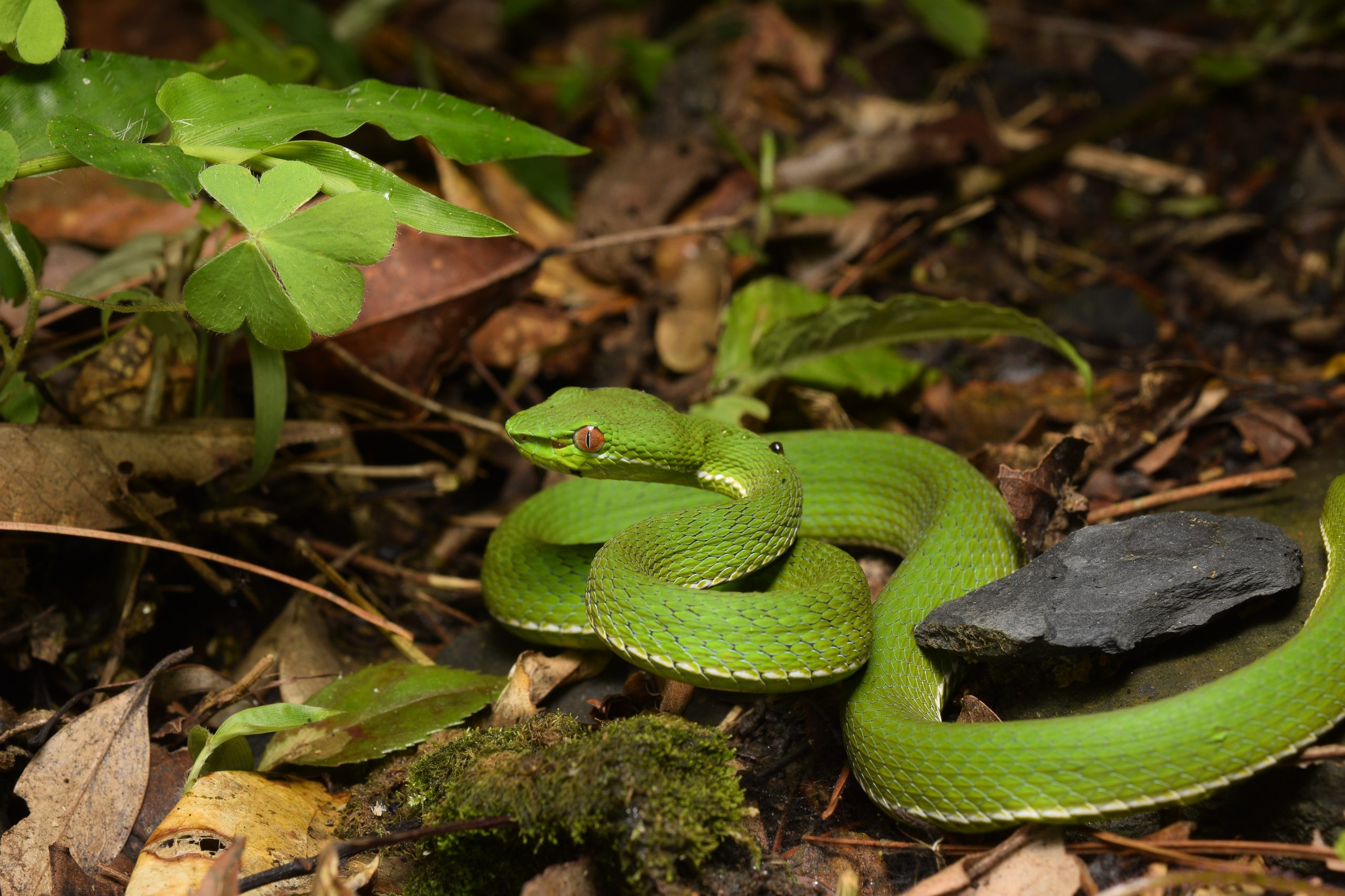 Chinese green tree viper, Trimeresurus stejnegeri, coiled on vegetation