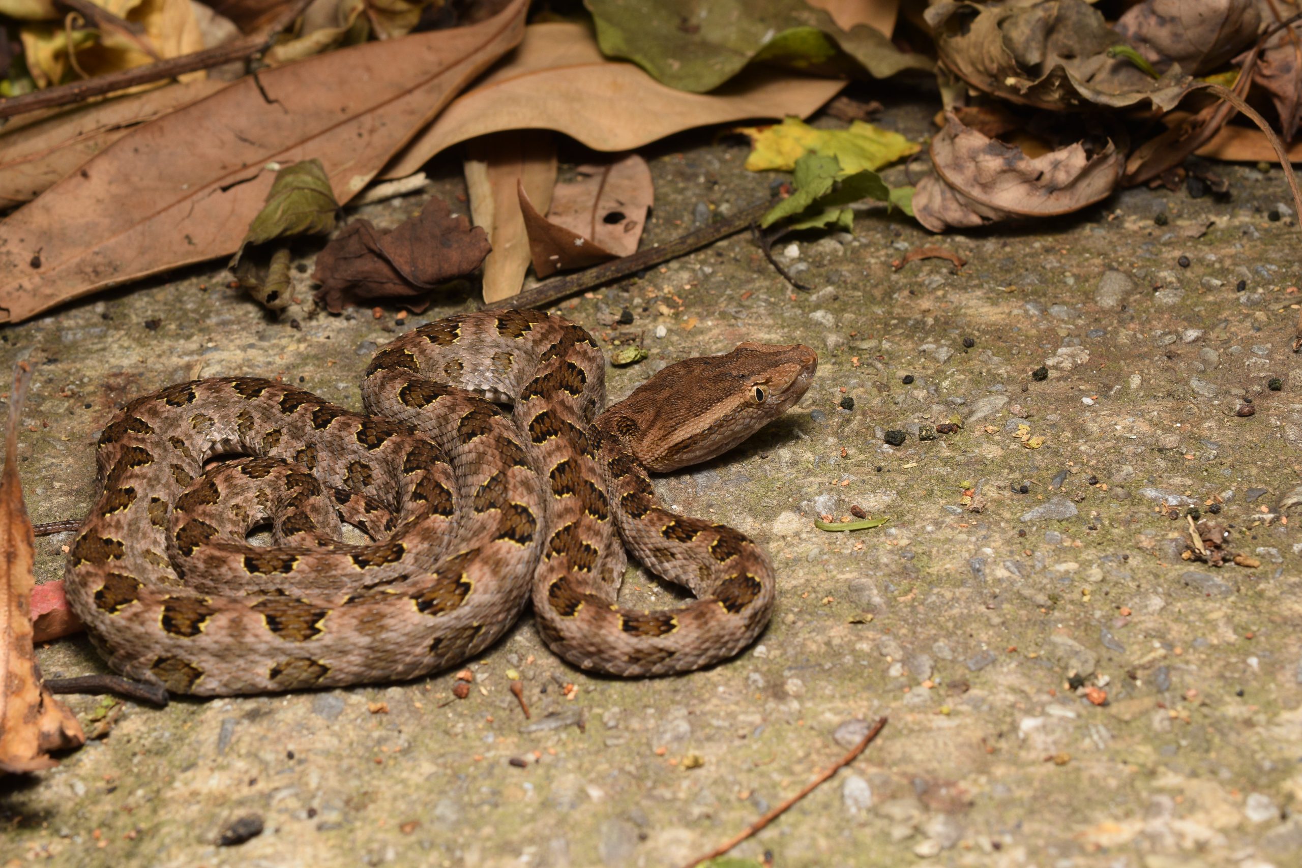 Brown spotted pitviper, Protobothrops mucrosquamatus, also known as the Taiwan habu