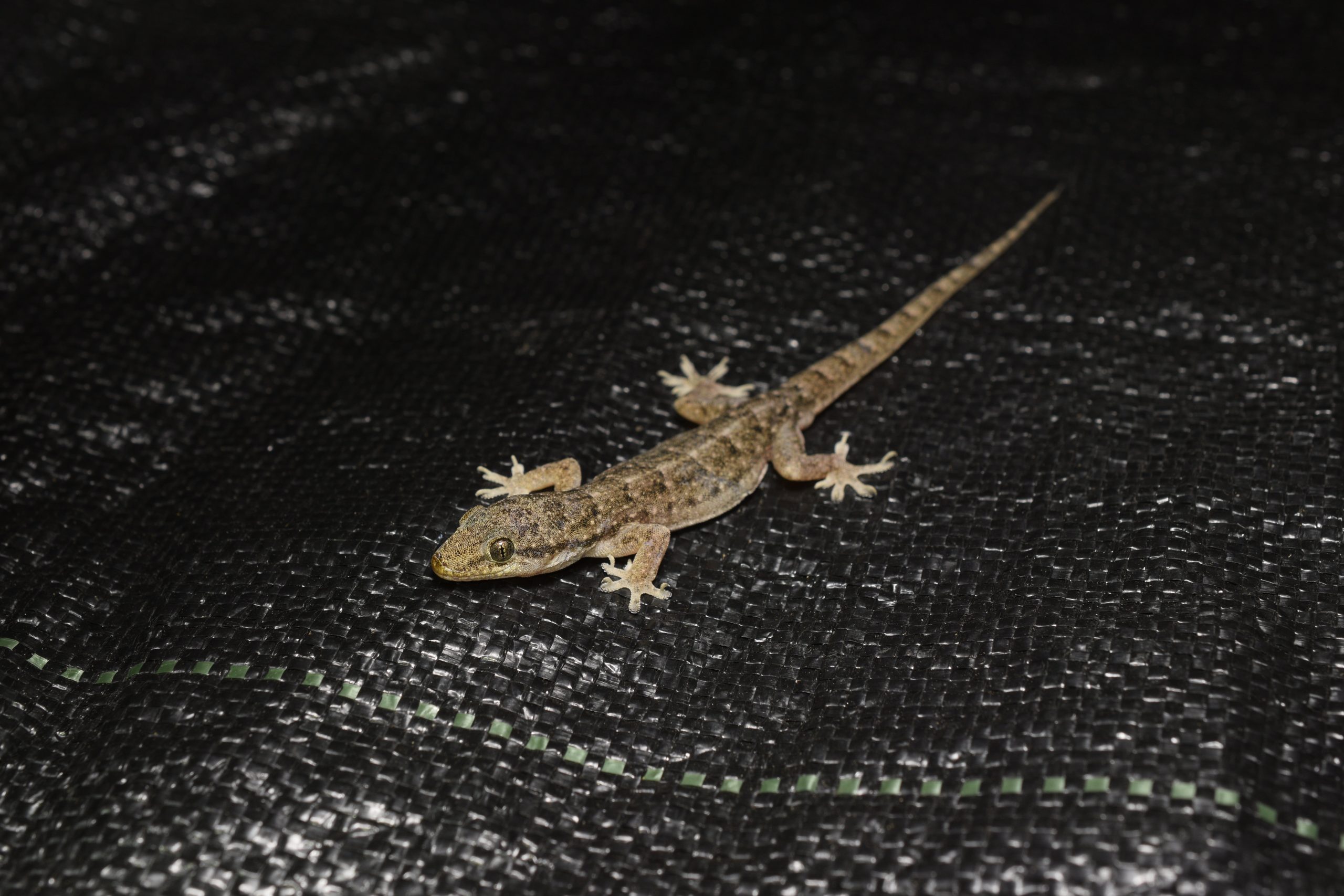 Bowring's gecko, Hemidactylus bowringii, in Taiwan
