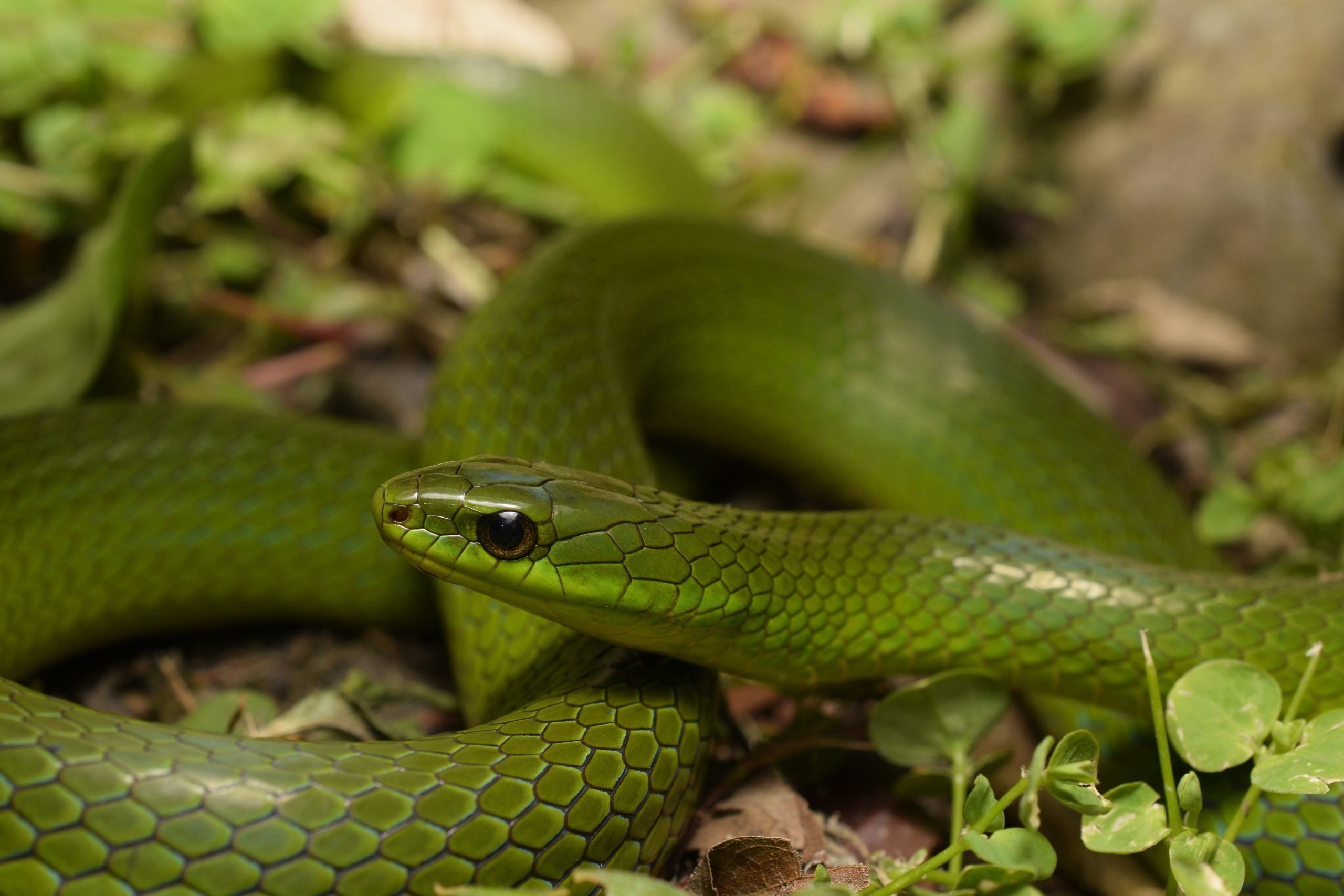 Portrait of a greater rat snake, Ptyas major, in Taiwan