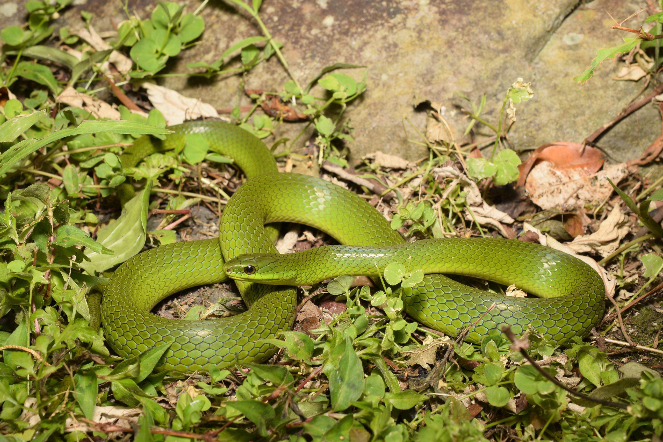 Full body shot of a greater rat snake, Ptyas major