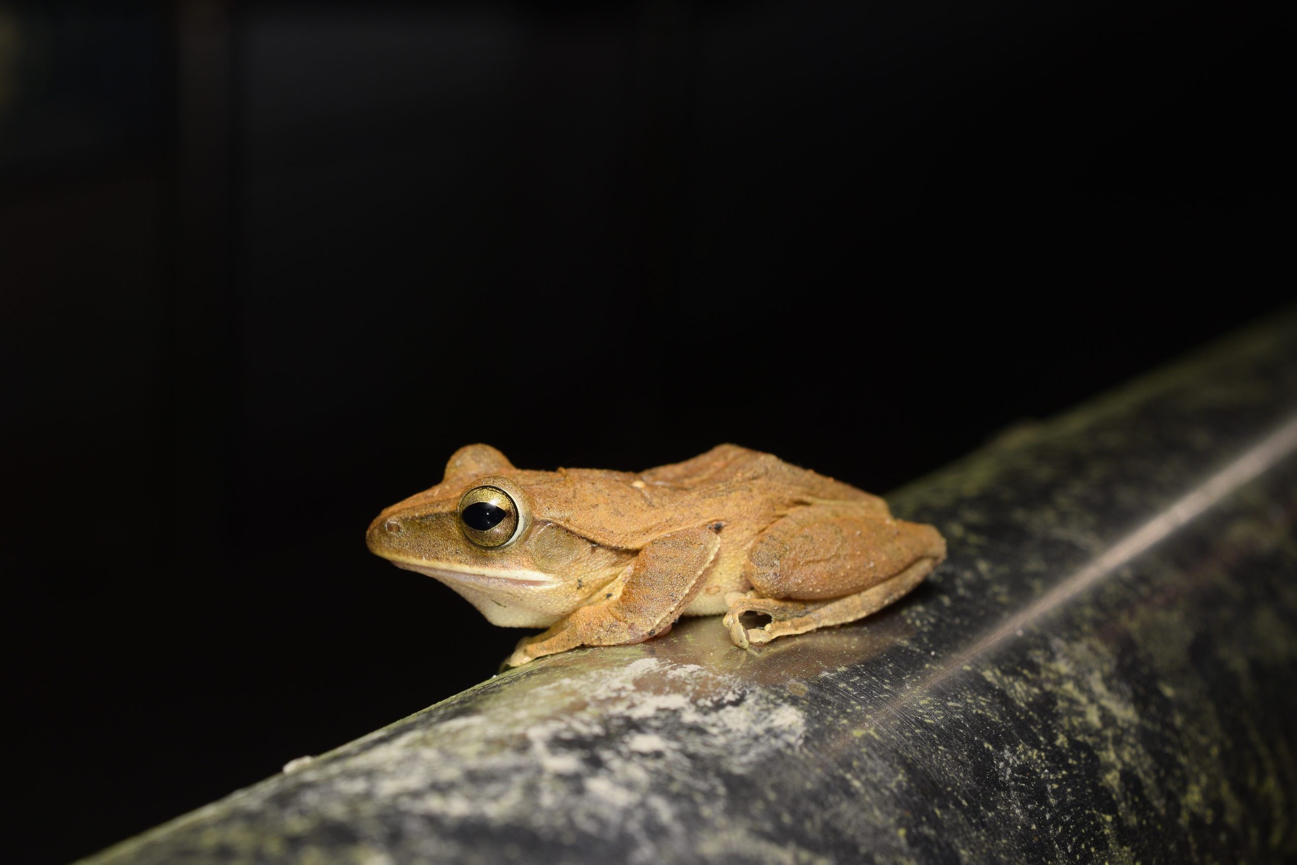 Brown tree frog, Polypedates megacephalus, a non-native species recorded in Taiwan