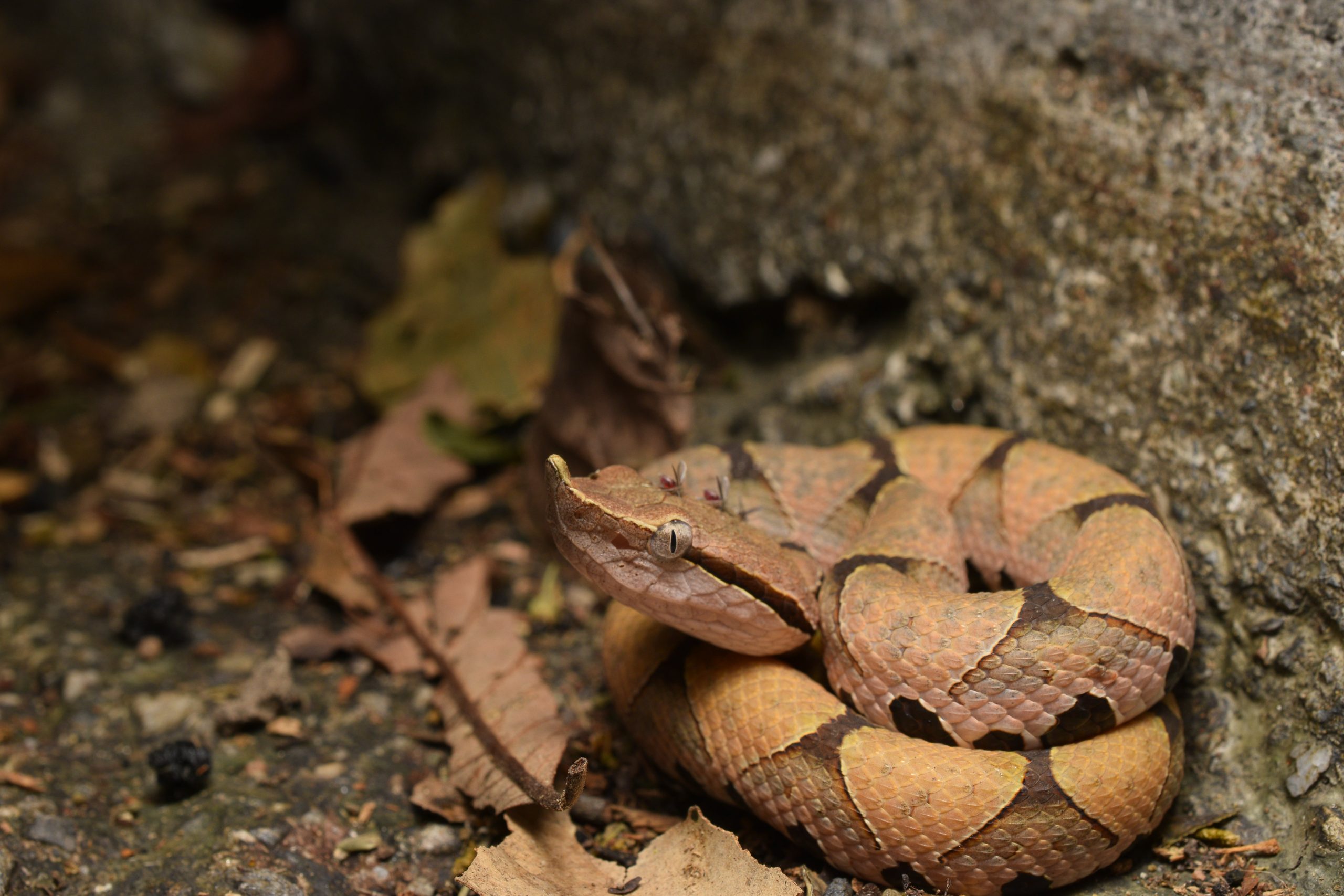 Juvenile sharp-nosed pitviper, Deinagkistrodon acutus, in situ on a roadside verge