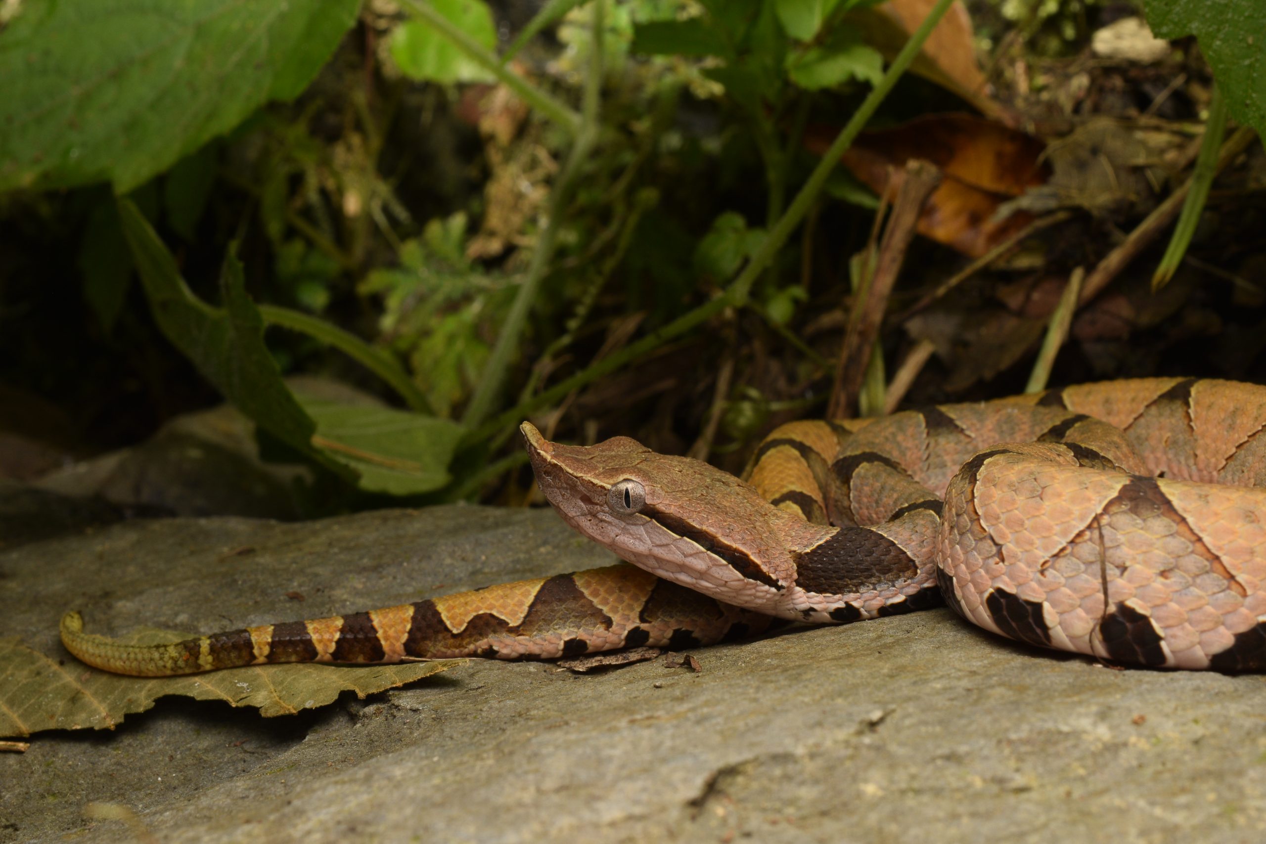 Juvenile Deinagkistrodon acutus, sharp-nosed pitviper
