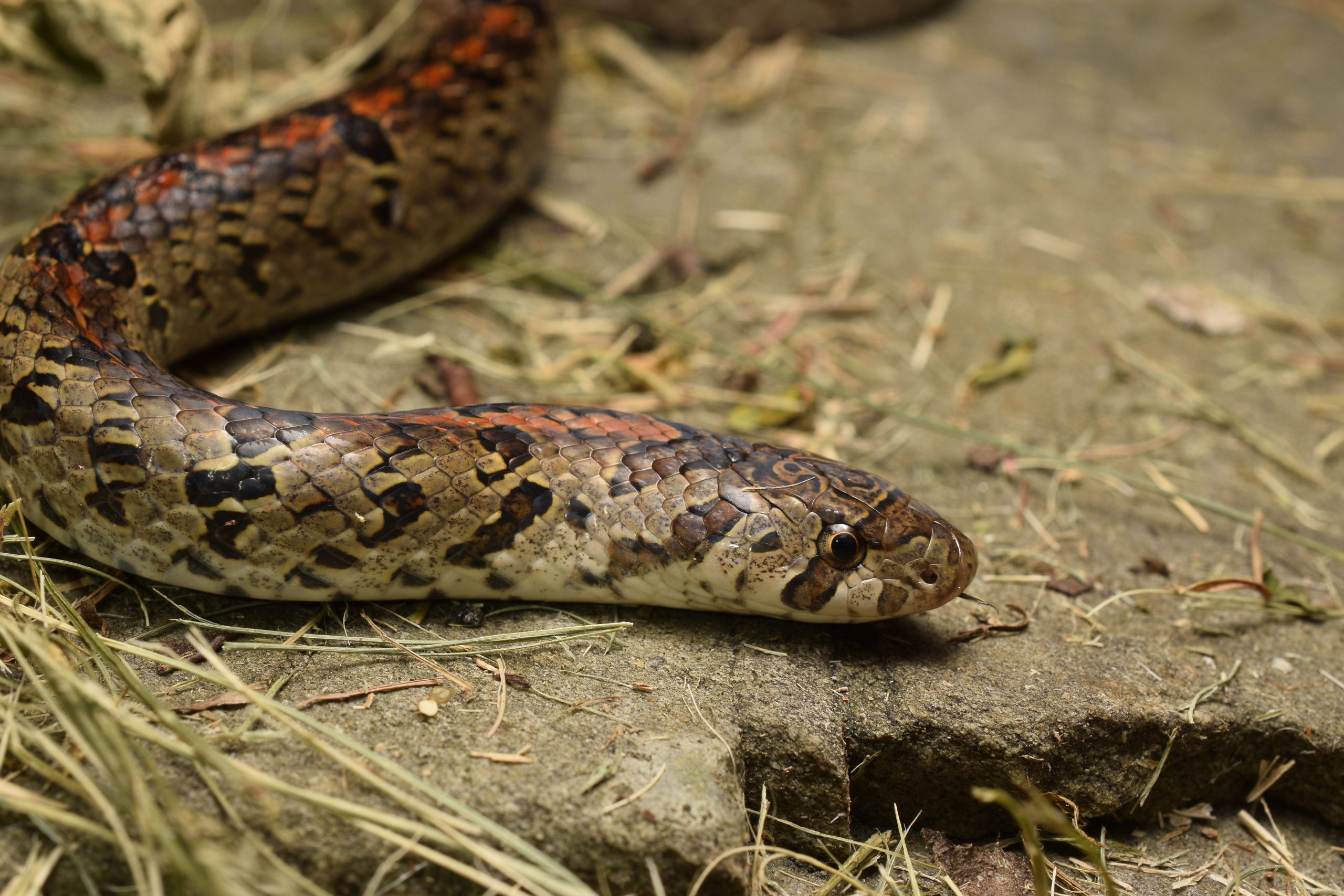 Taiwan kukri snake, Oligodon formosanus, endemic to Taiwan