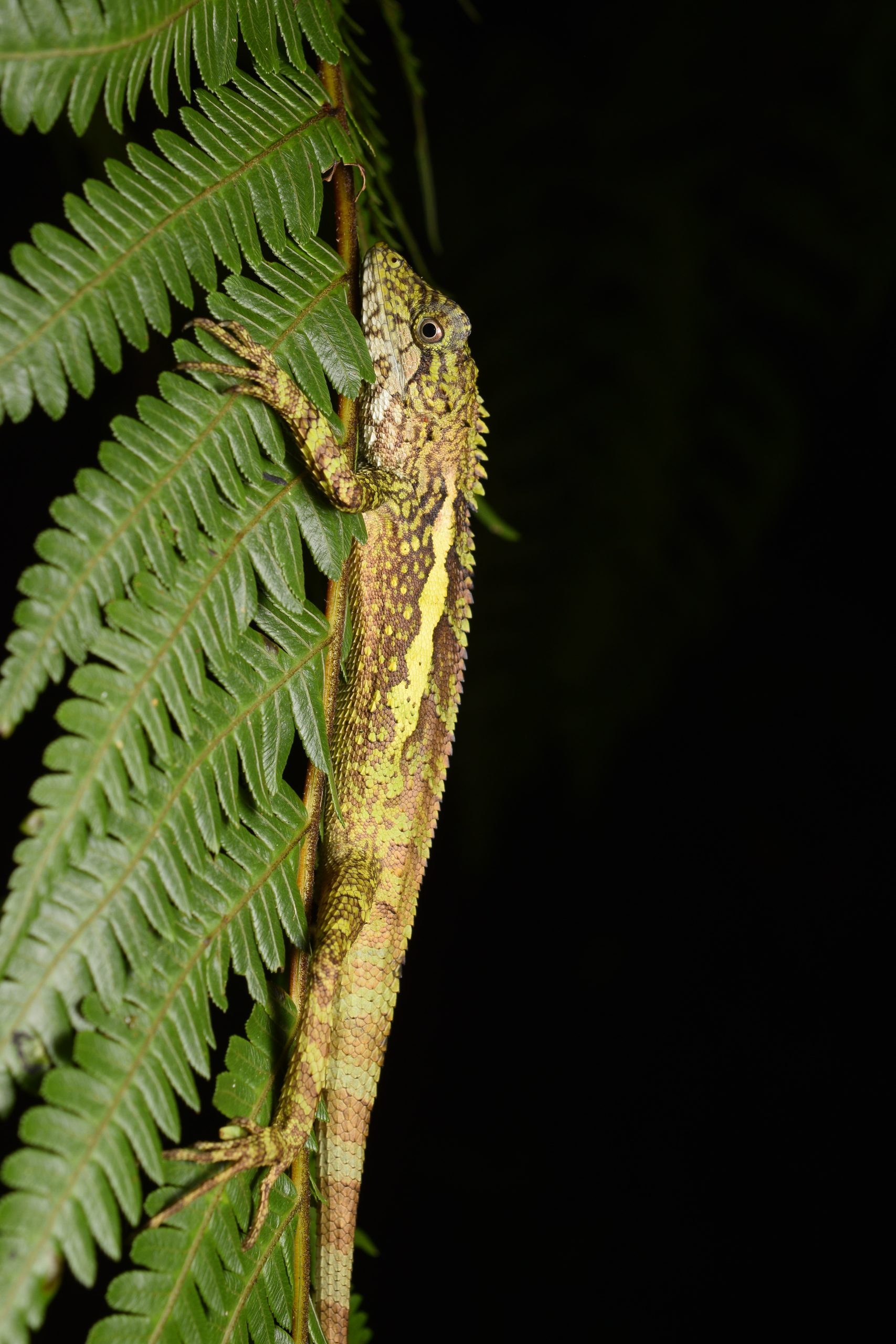 Male Swinhoe's japalure, Diploderma swinhonis, in Taiwan