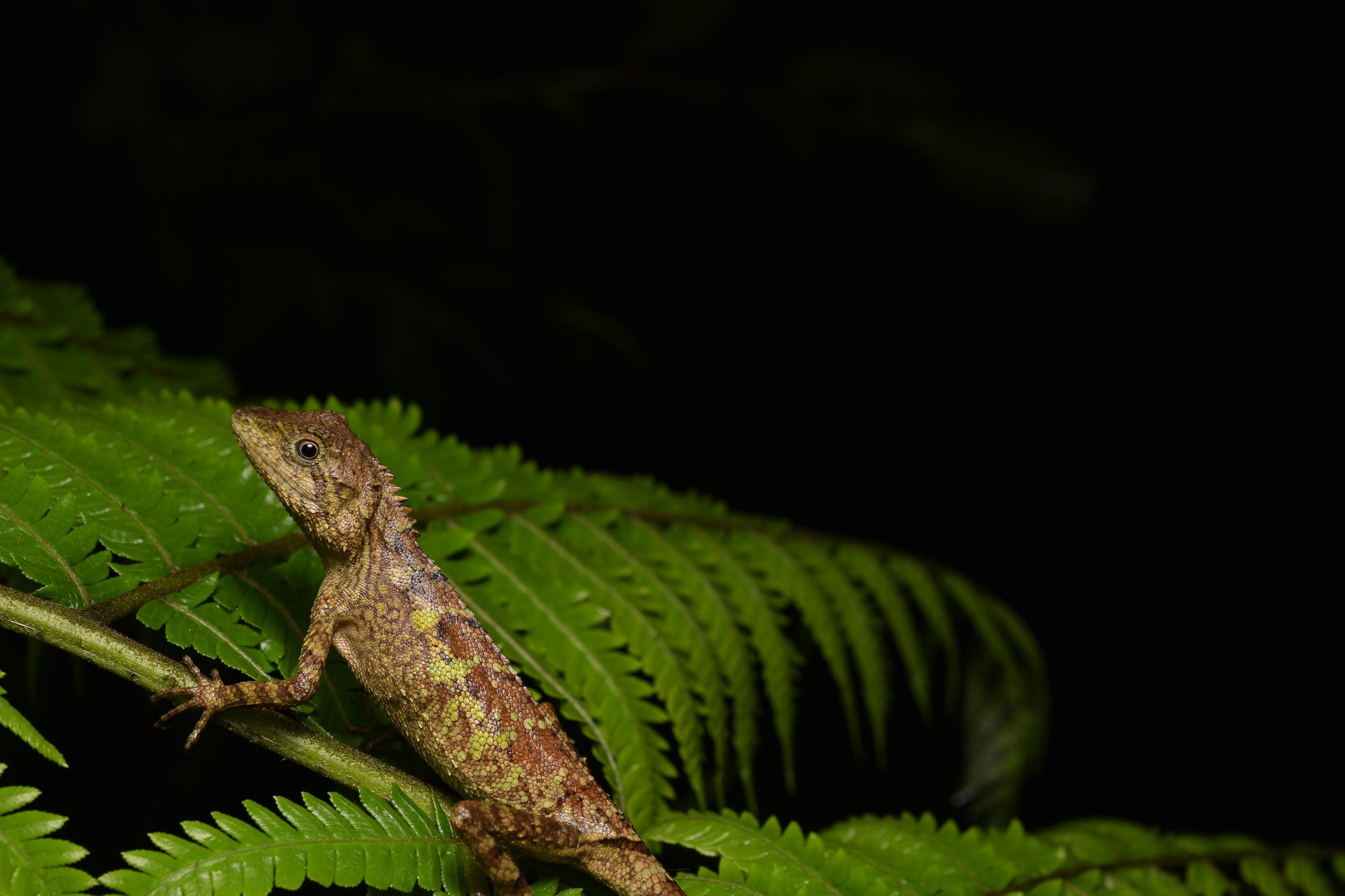 Female Swinhoe's japalure, Diploderma swinhonis