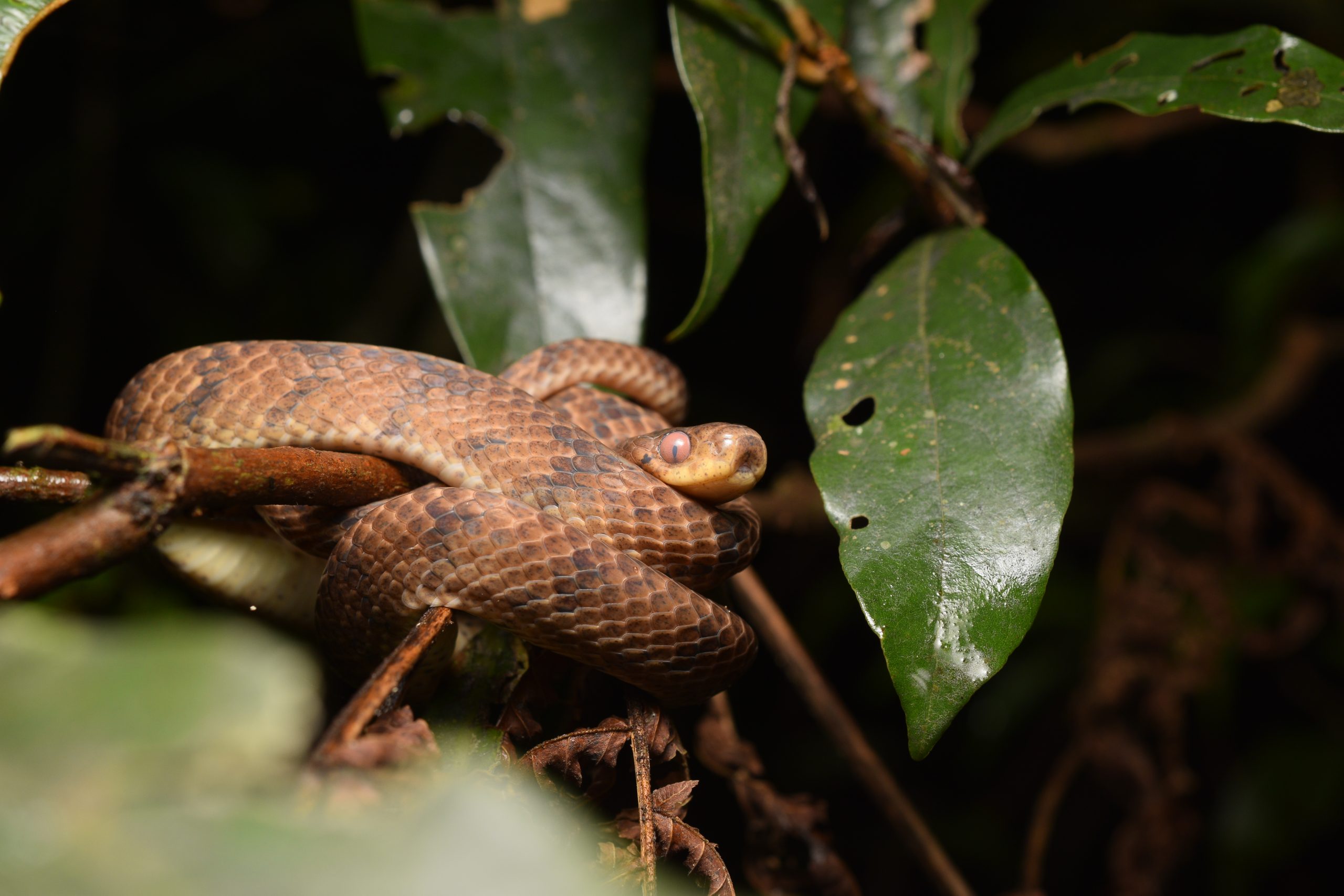 Taiwan slug snake, Pareas komaii, in situ and in shed